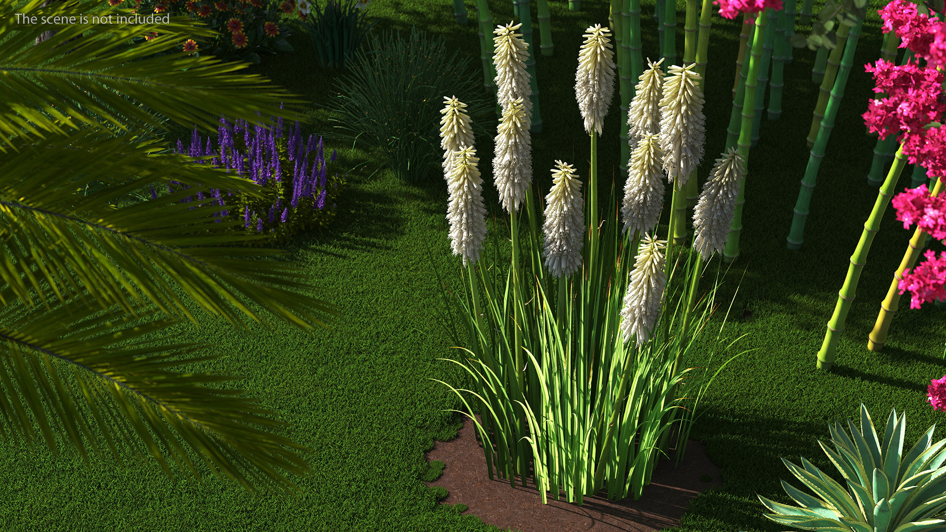 3D Kniphofia Little Maid