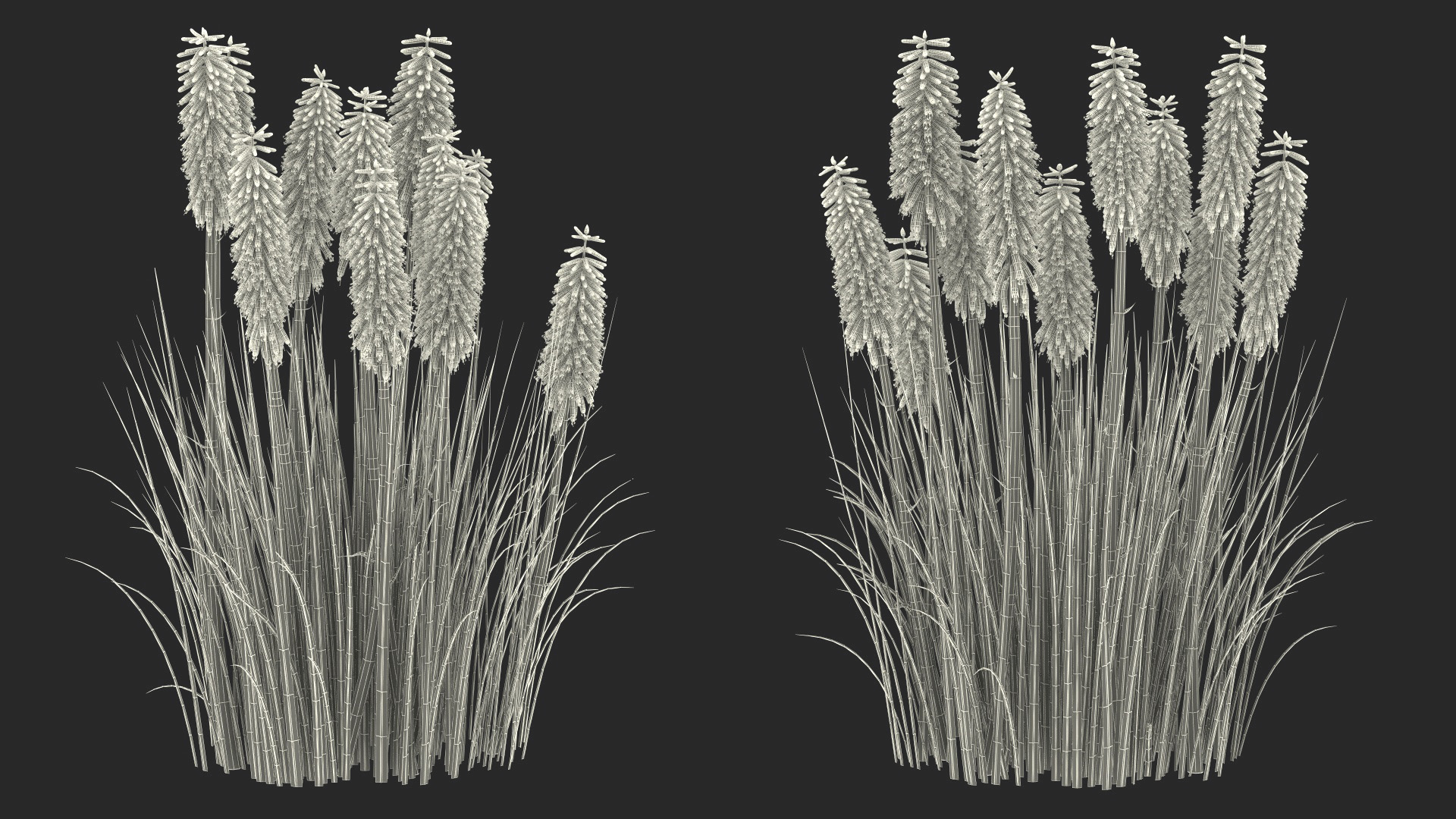 3D Kniphofia Little Maid