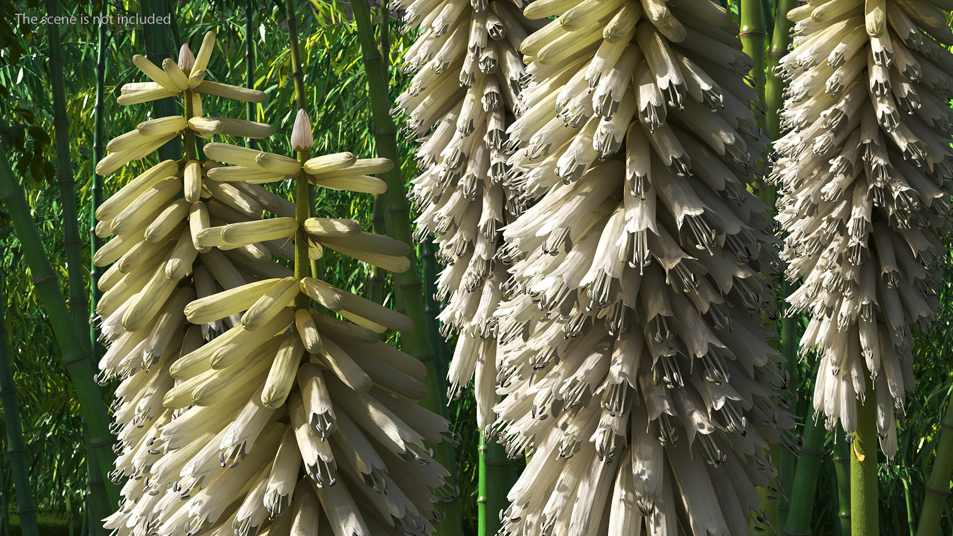 3D Kniphofia Little Maid