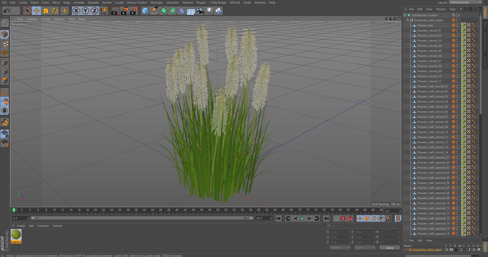 3D Kniphofia Little Maid