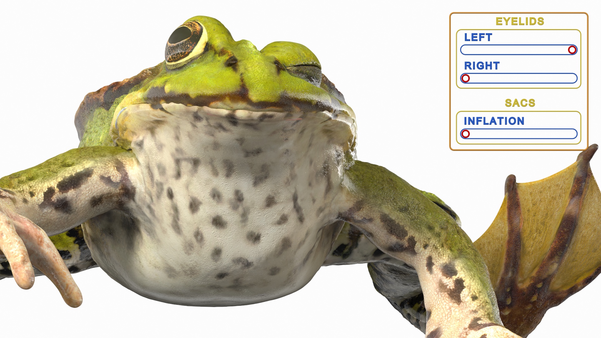 3D Frog Rigged