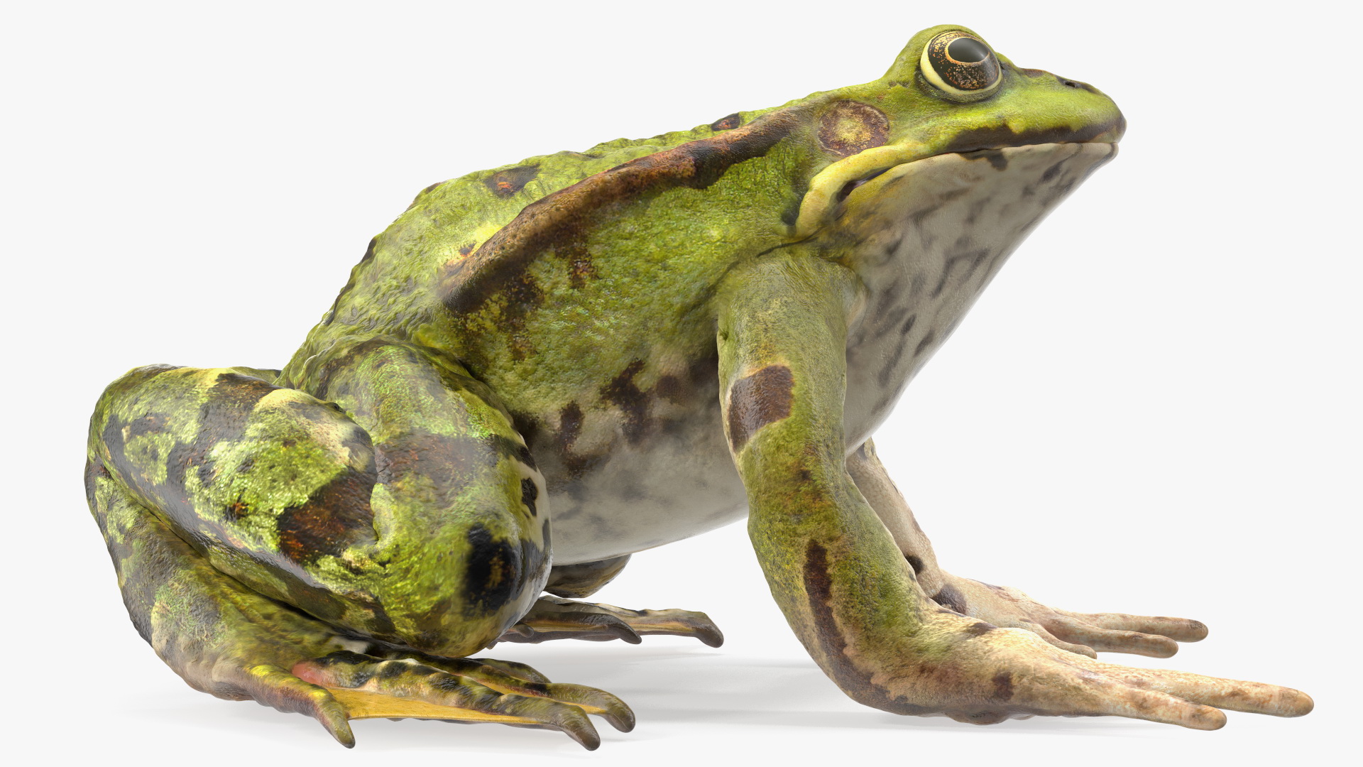 3D Frog Rigged