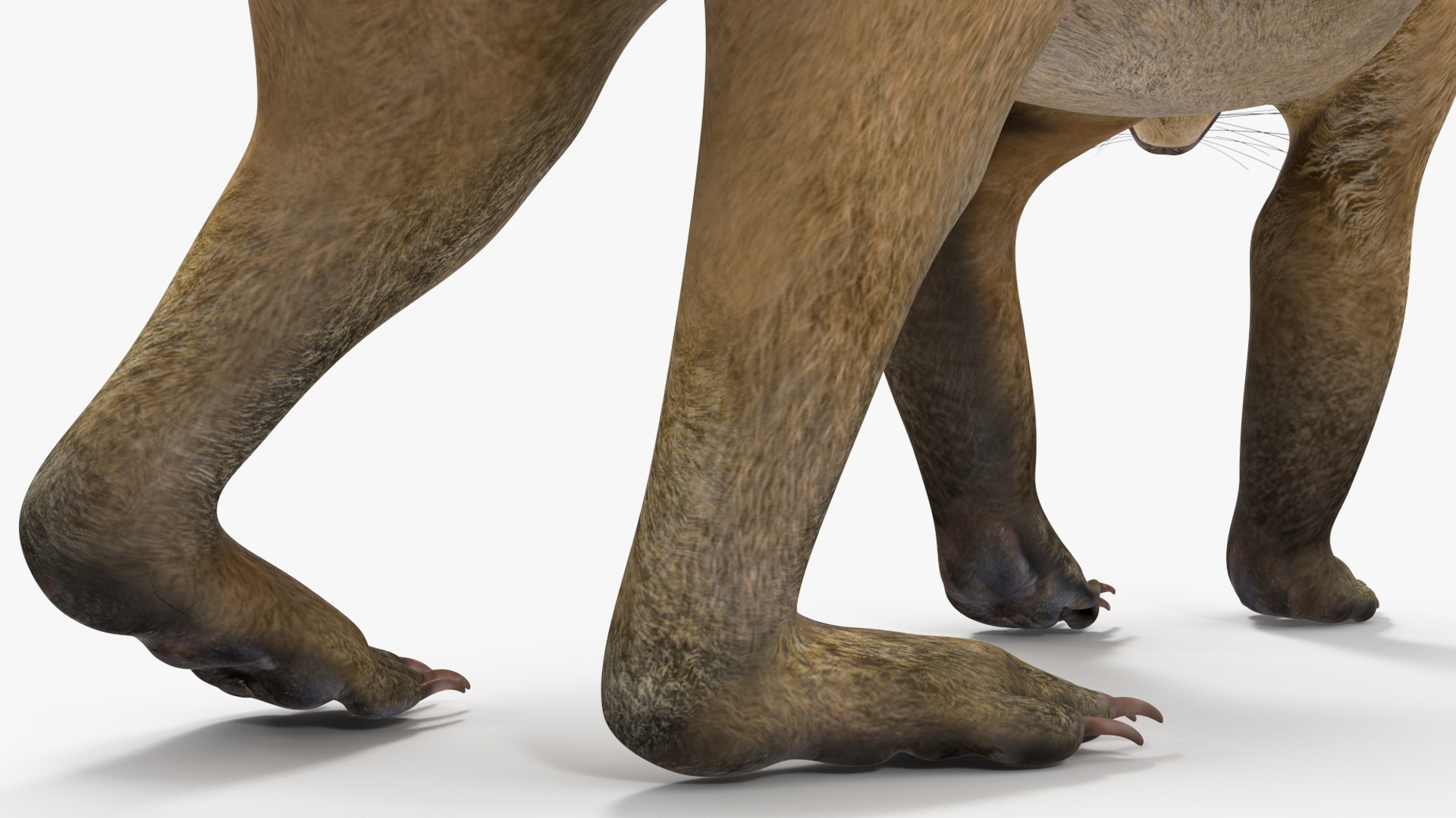 3D South American Coati Rigged for Cinema 4D