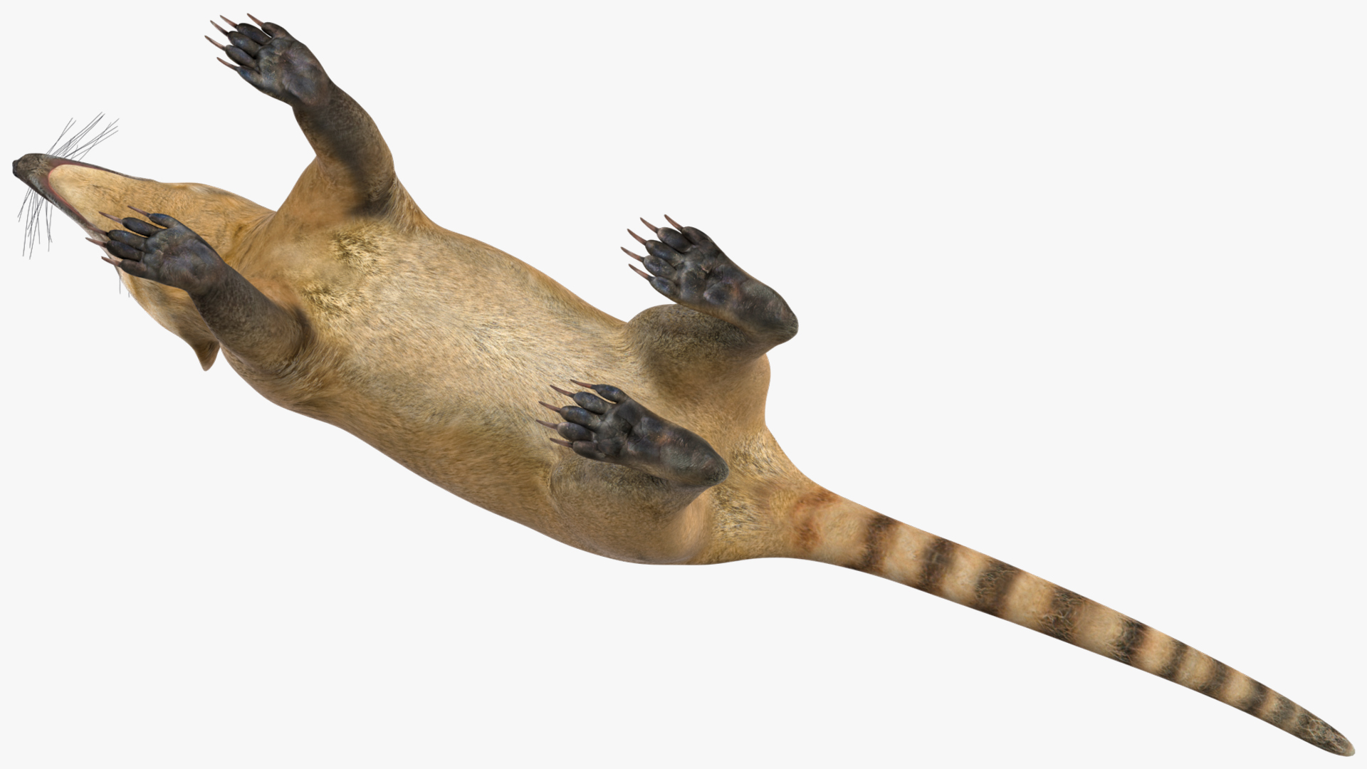 3D South American Coati Rigged for Cinema 4D