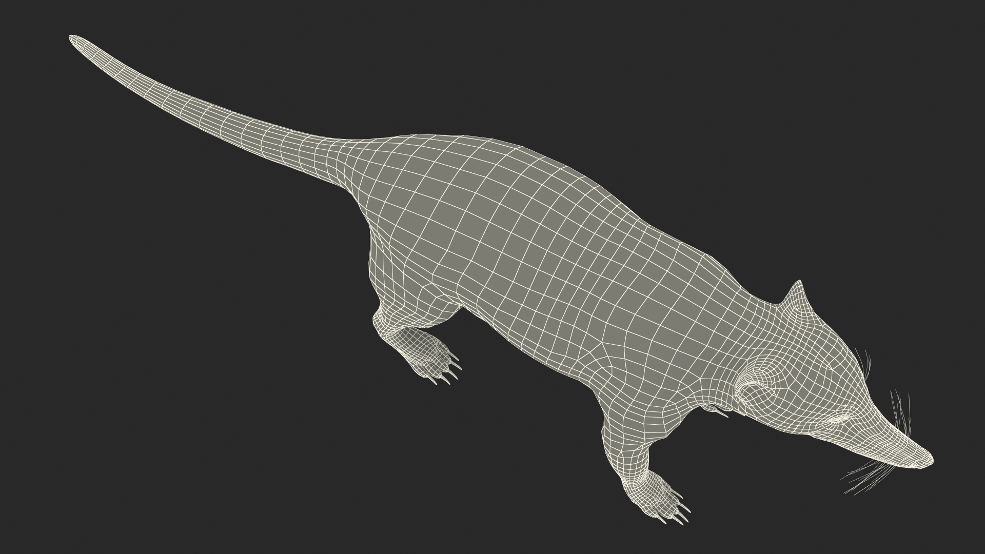 3D South American Coati Rigged for Cinema 4D