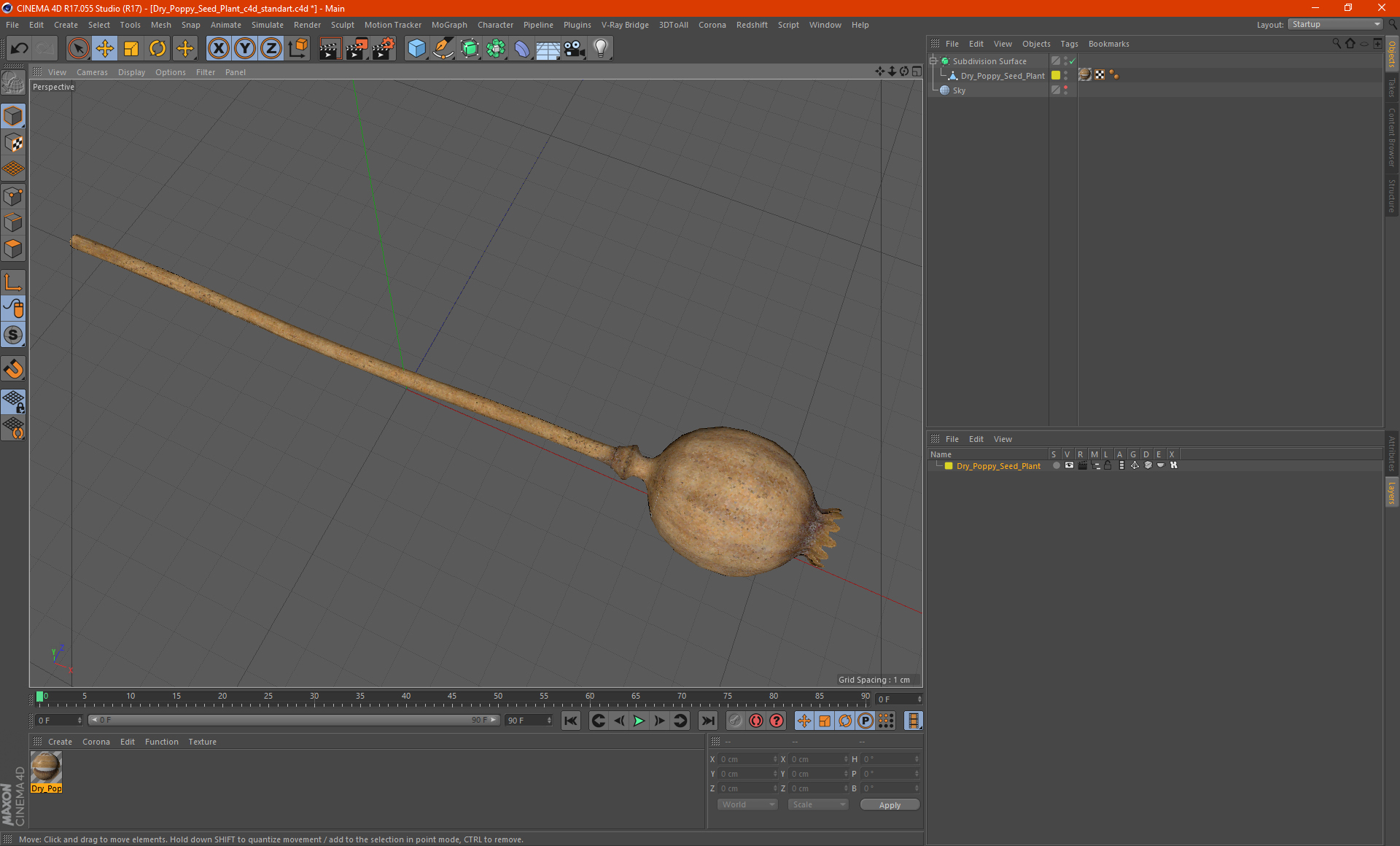 3D model Dry Poppy Seed Plant