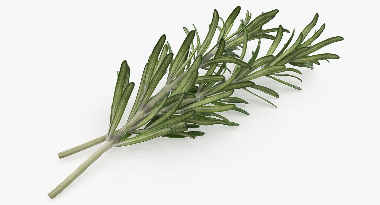 Fresh Rosemary 3D model