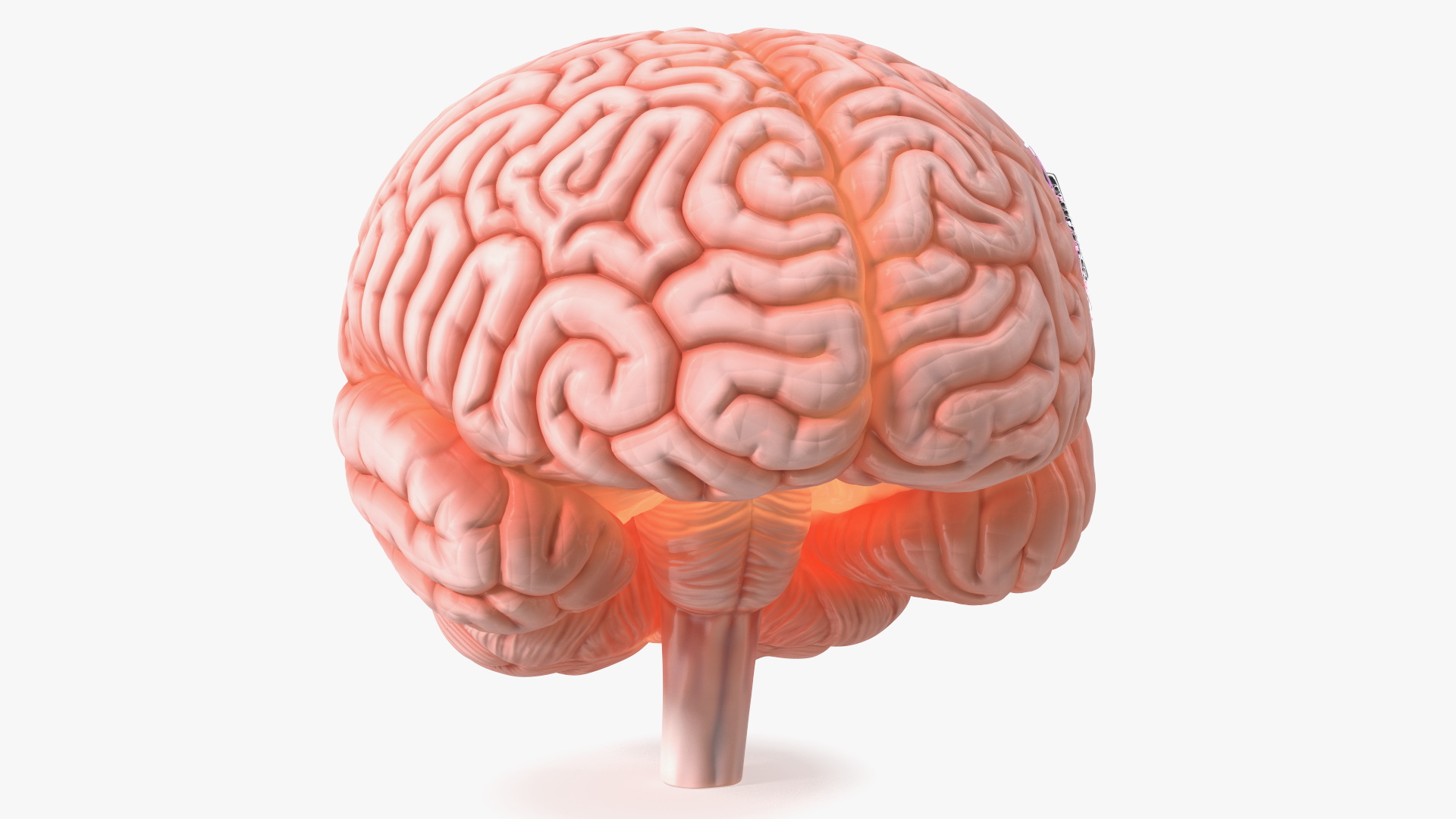 Human Brain With Implanted Microchip Lighted 3D model