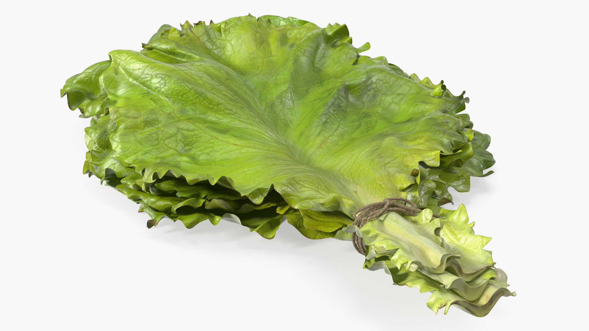 3D model Bunch of Lettuce Fur