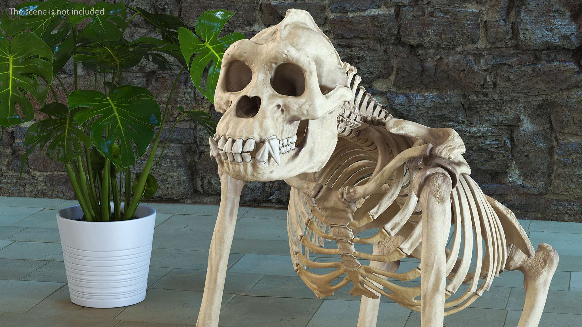 3D Articulated Gorilla Skeleton model