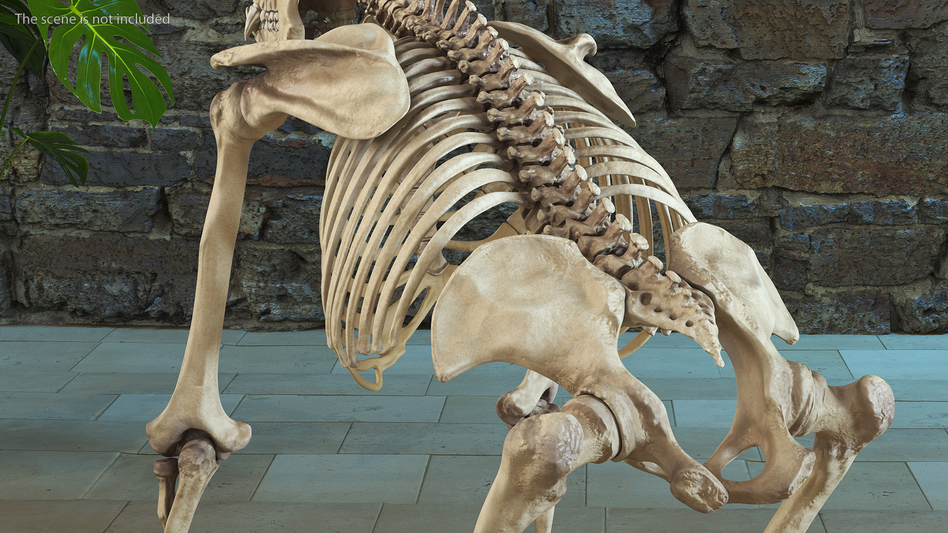 3D Articulated Gorilla Skeleton model