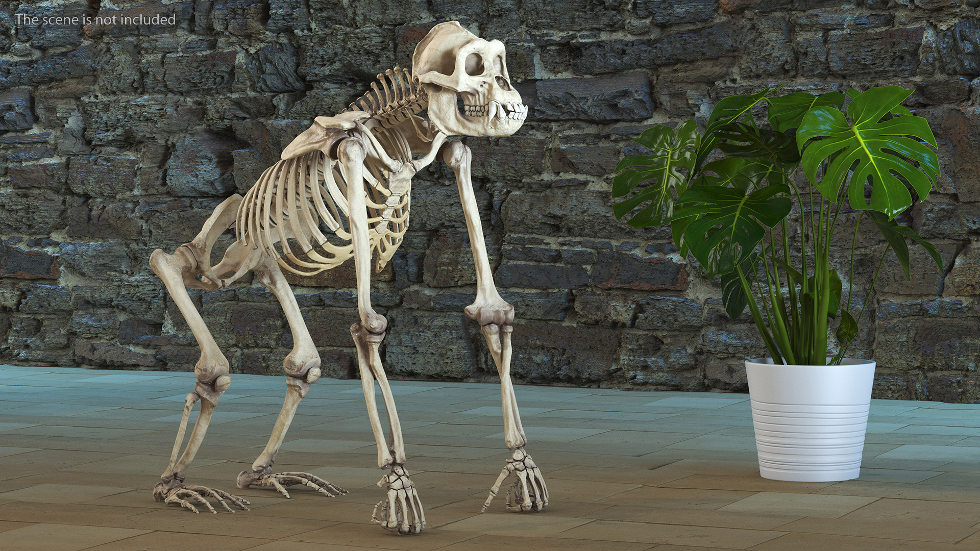 3D Articulated Gorilla Skeleton model