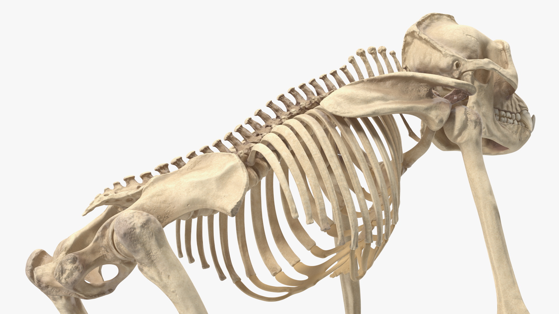 3D Articulated Gorilla Skeleton model