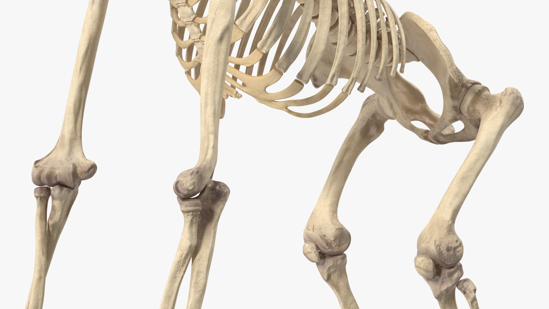 3D Articulated Gorilla Skeleton model