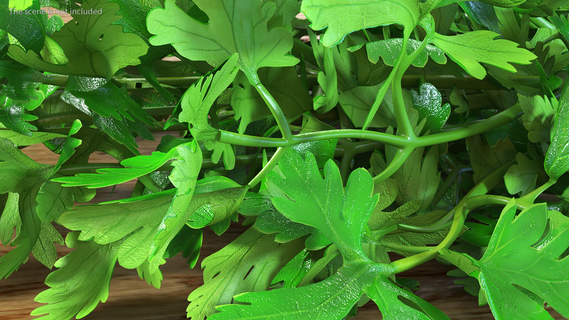 3D Bunch of Parsley