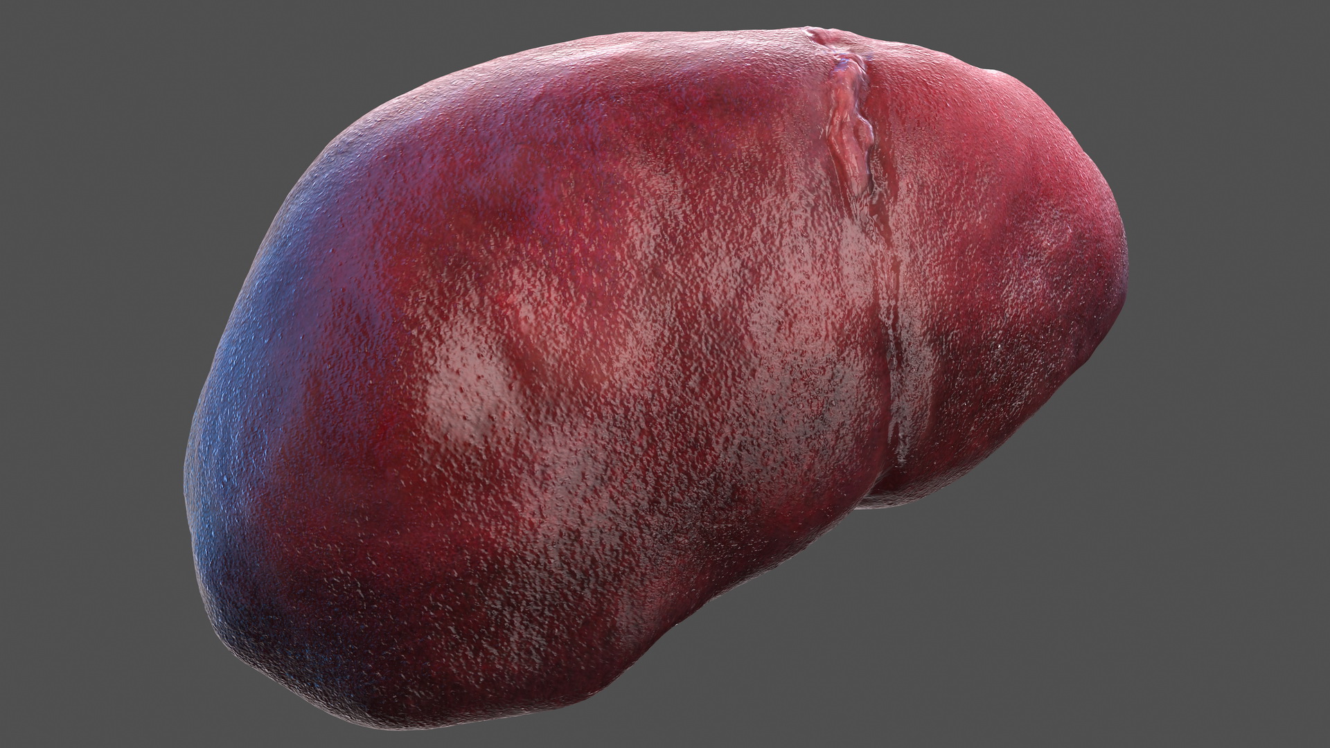 Human Liver and Gallbladder 3D