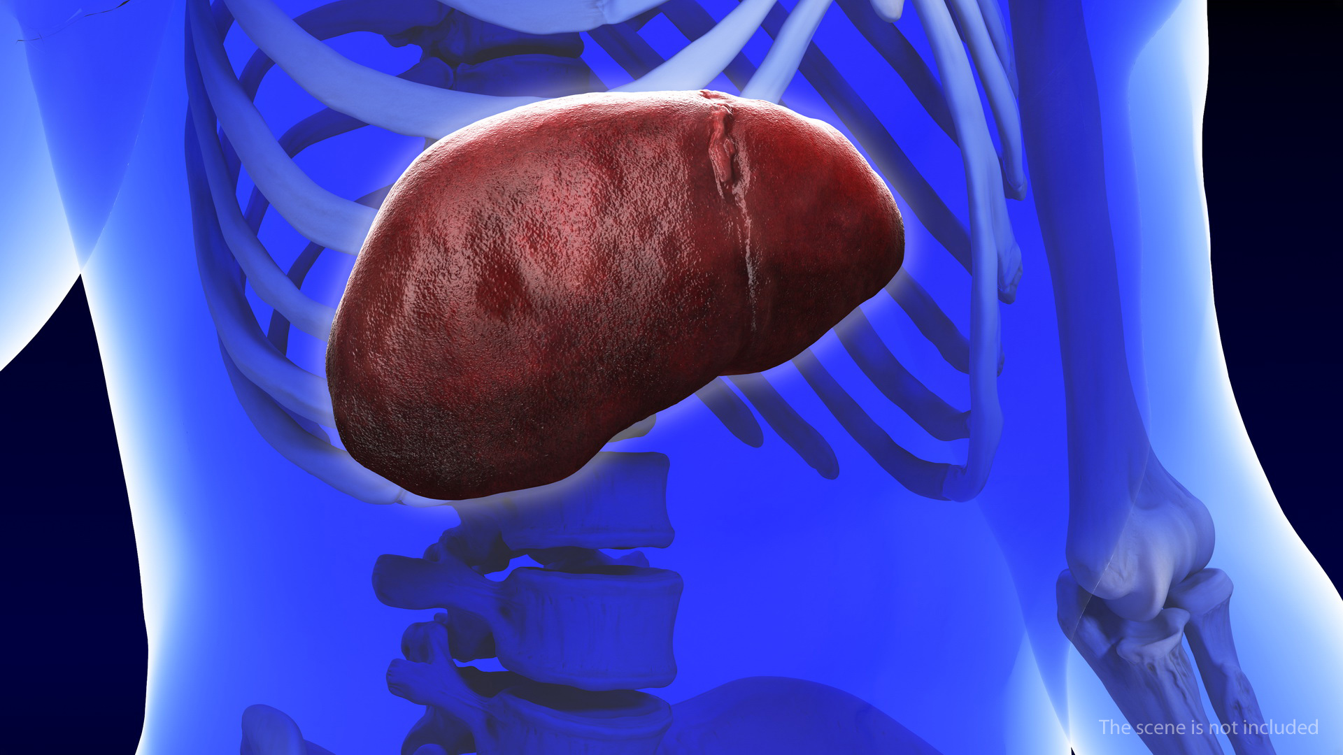 Human Liver and Gallbladder 3D