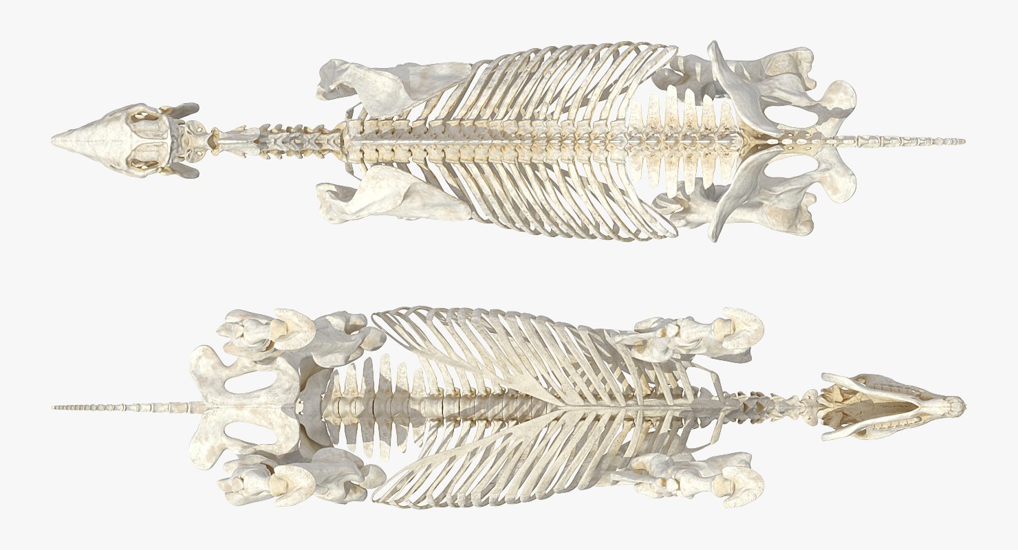 Horse Skeleton 3D model