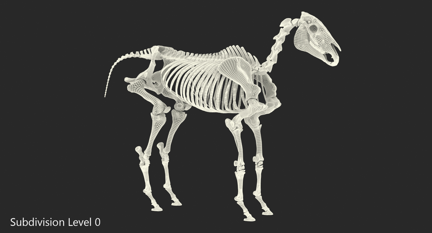 Horse Skeleton 3D model