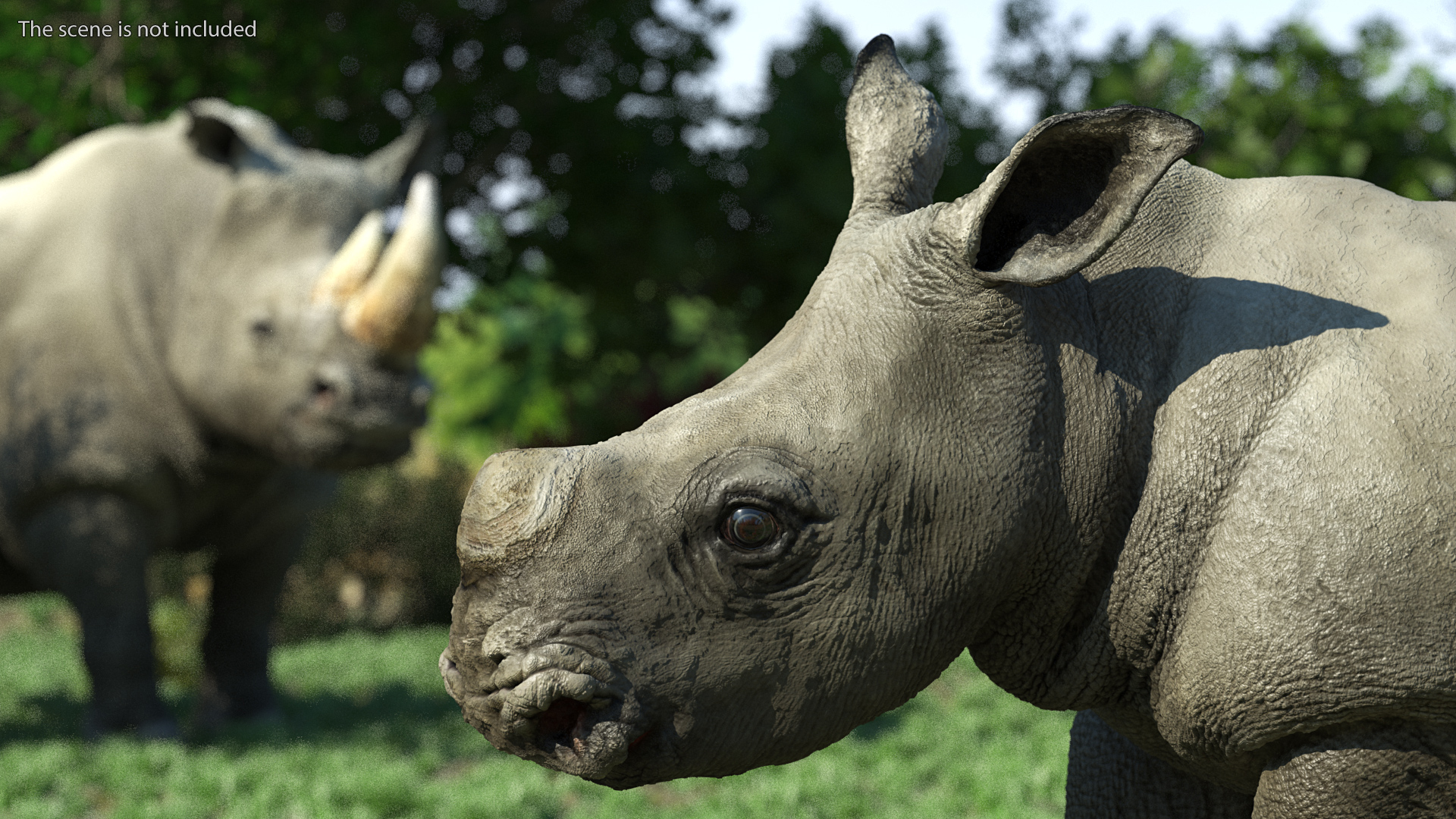 Baby Rhino Rigged 3D