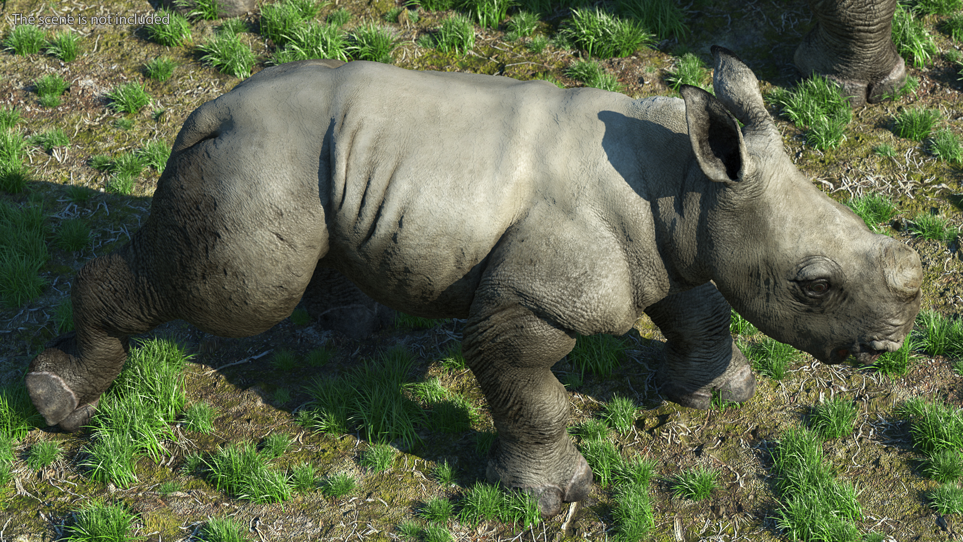 Baby Rhino Rigged 3D