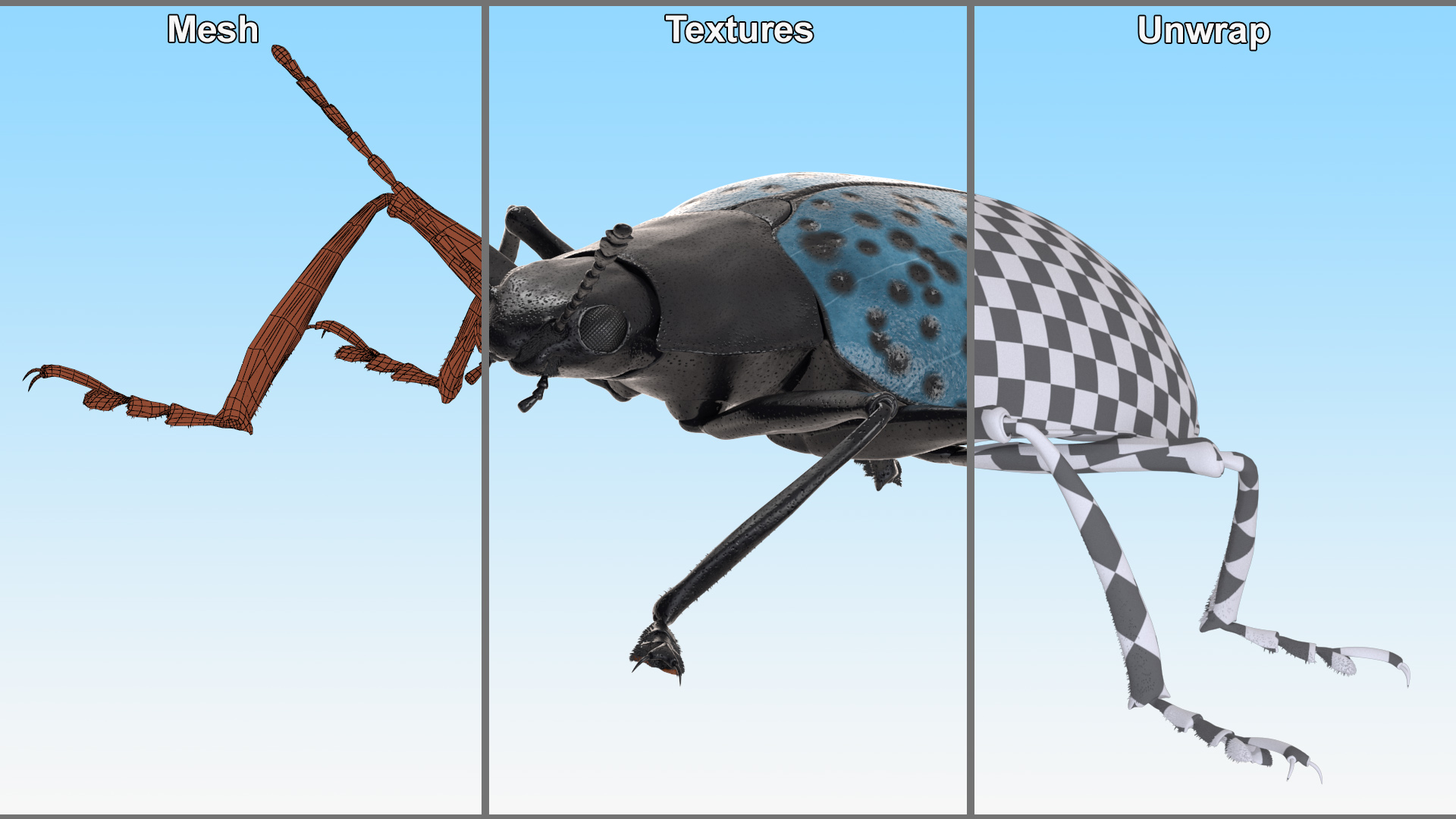 3D Blue Pleasing Fungus Beetle Rigged Fur model