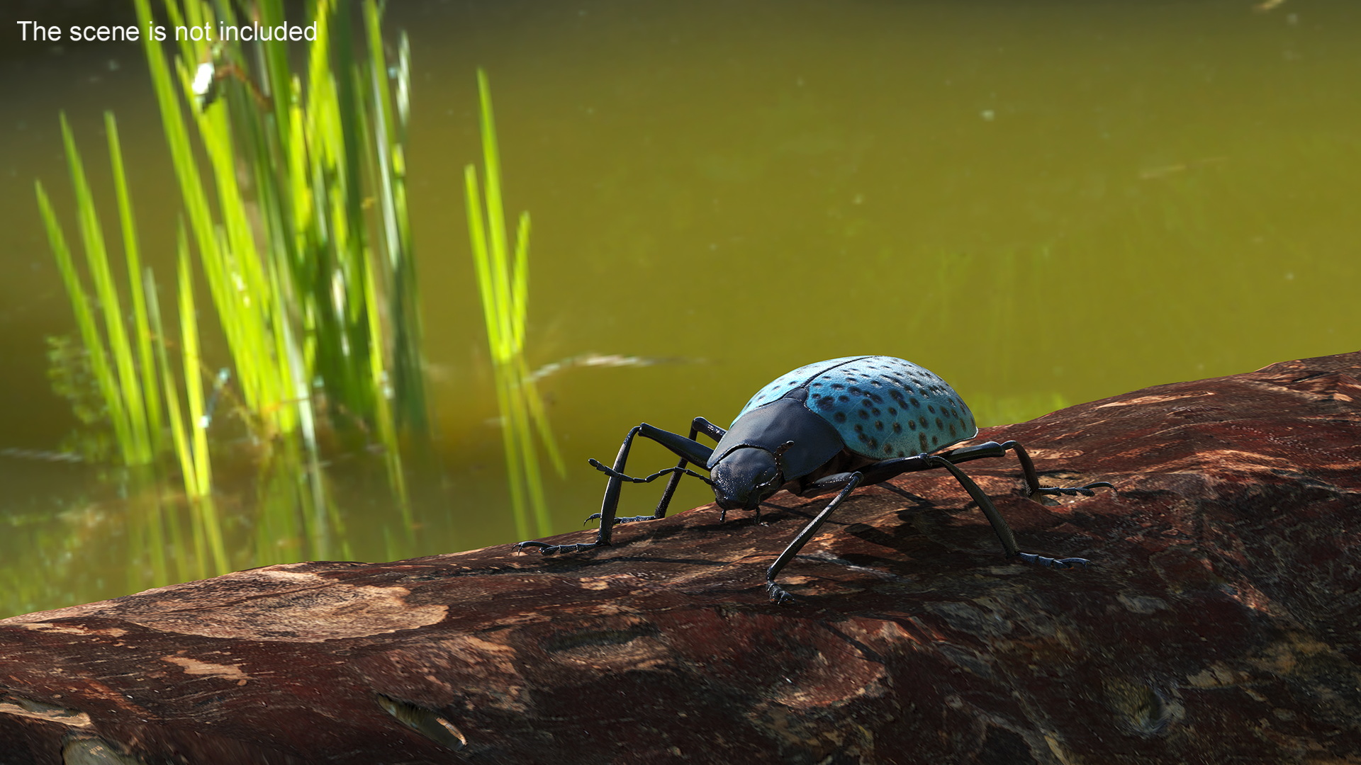 3D Blue Pleasing Fungus Beetle Rigged Fur model