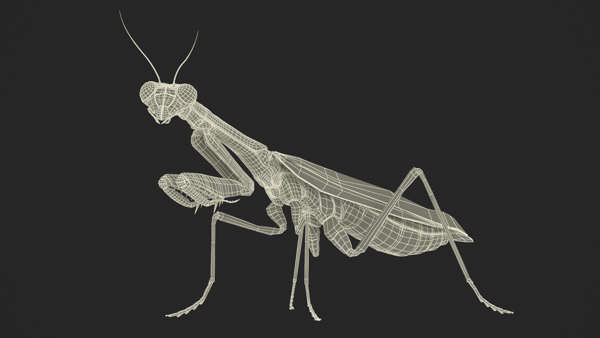 Realistic Praying Mantis 3D model