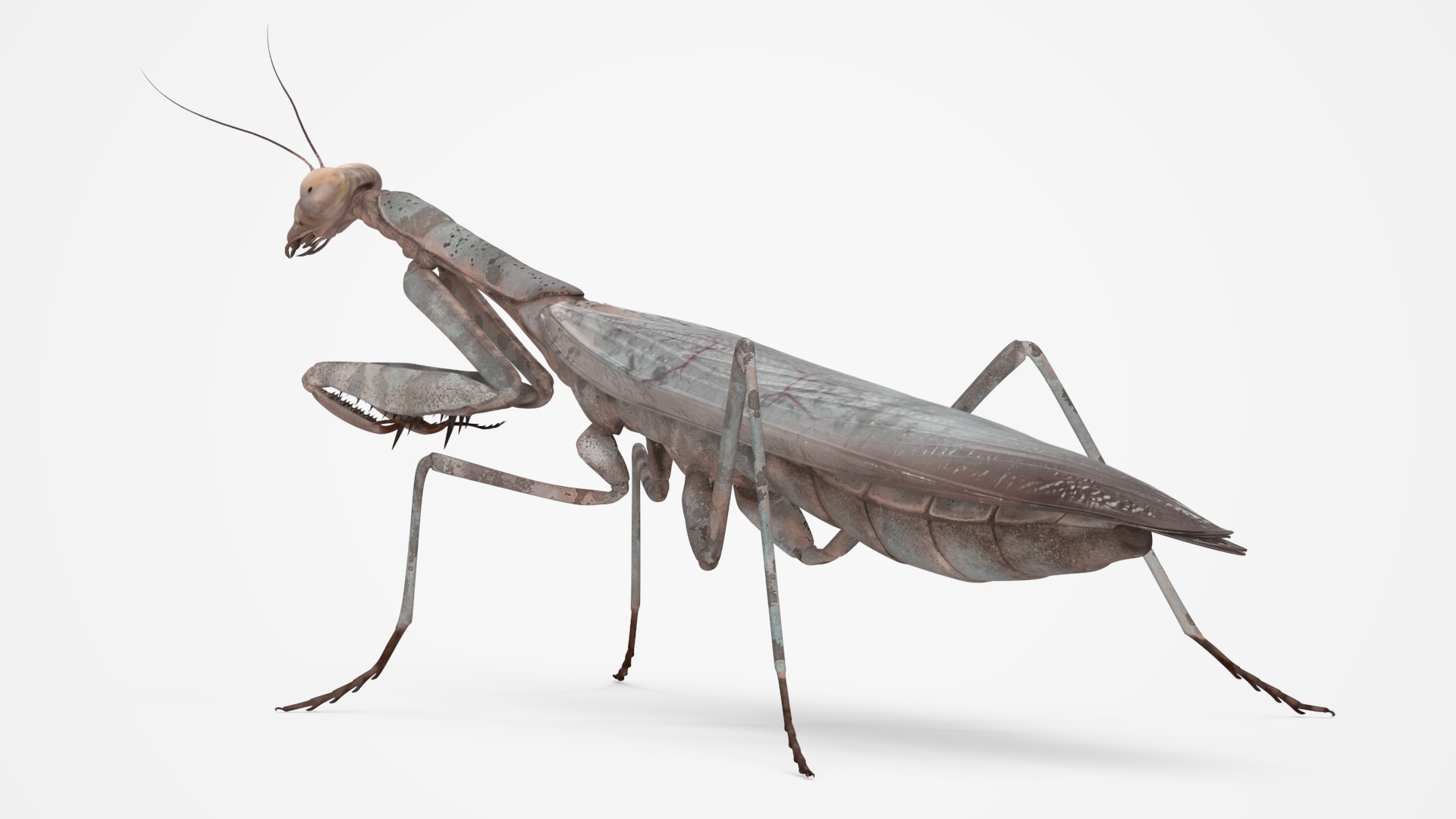 Realistic Praying Mantis 3D model