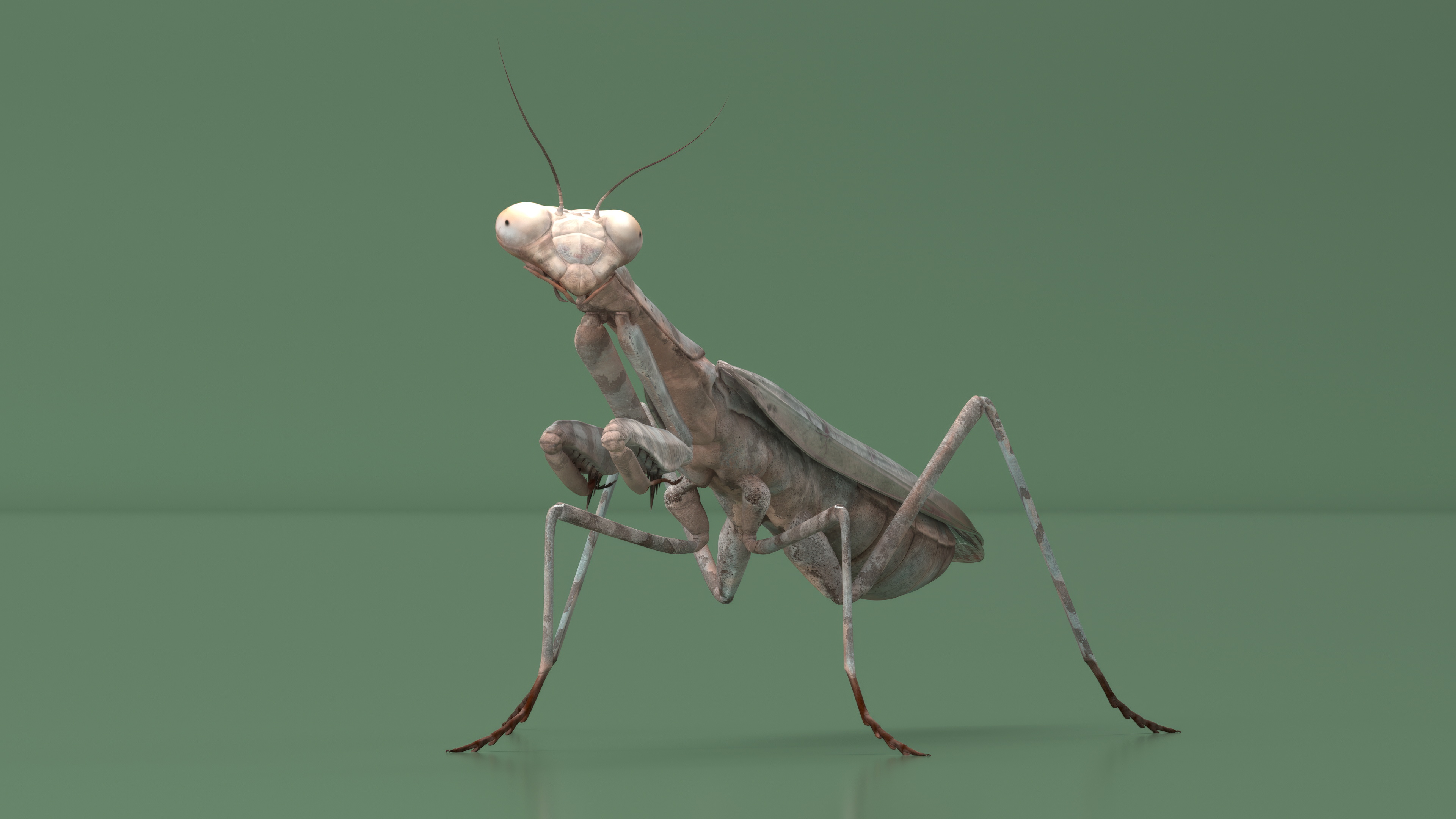 Realistic Praying Mantis 3D model