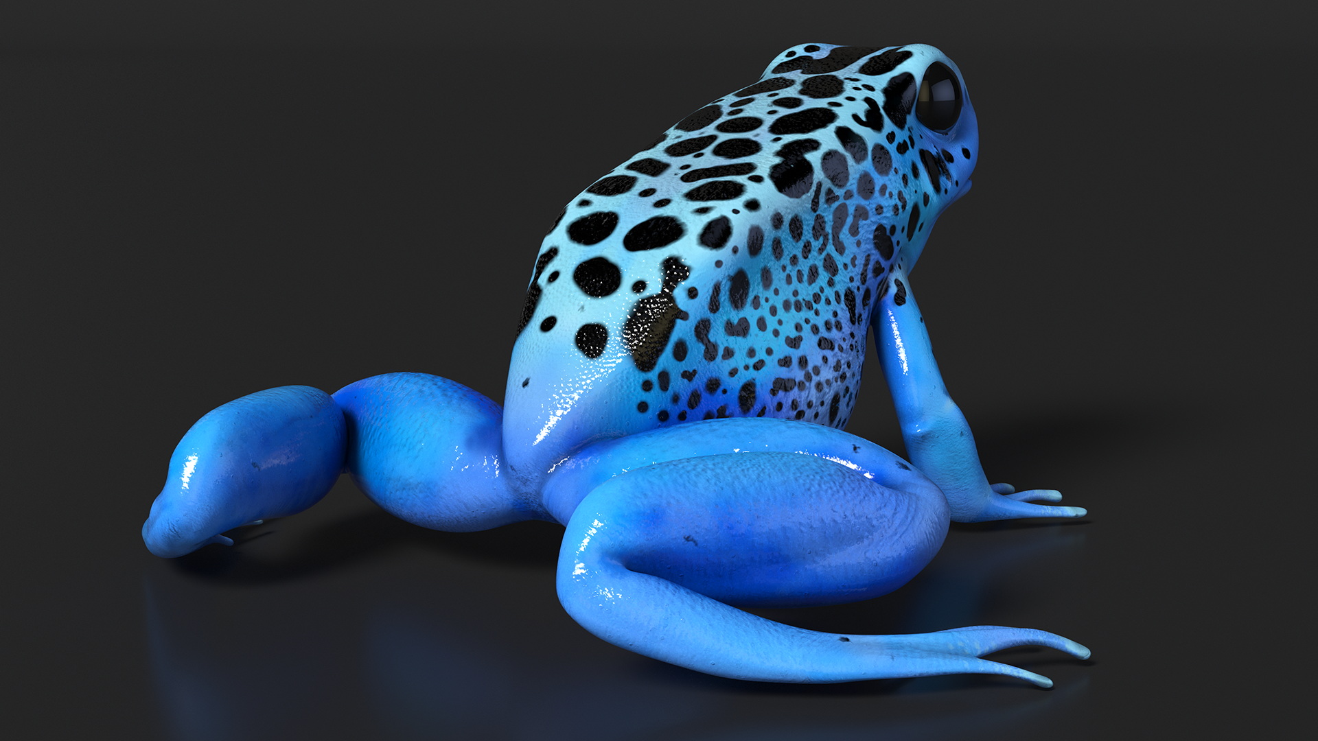 Blue Poison Arrow Frog Rigged 3D model