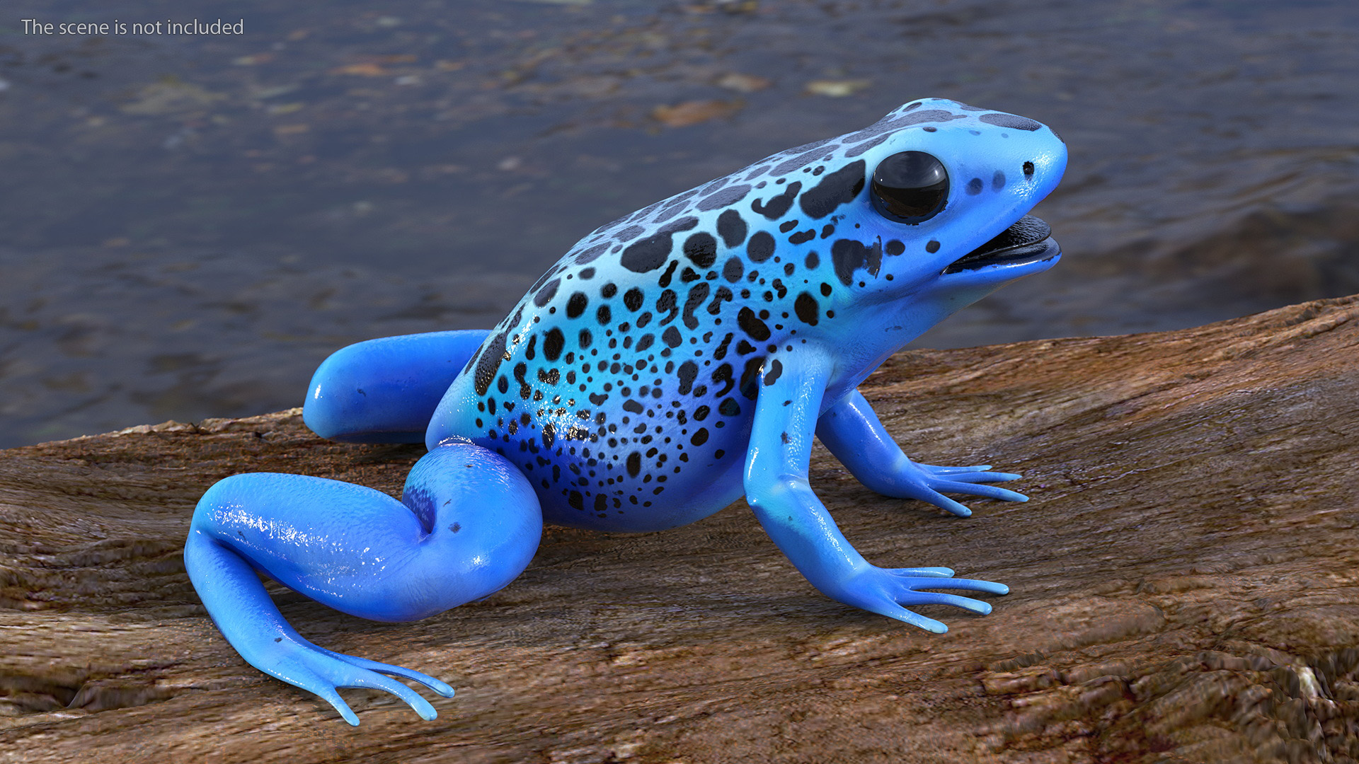 3D Blue Poison Arrow Frog Rigged for Cinema 4D model