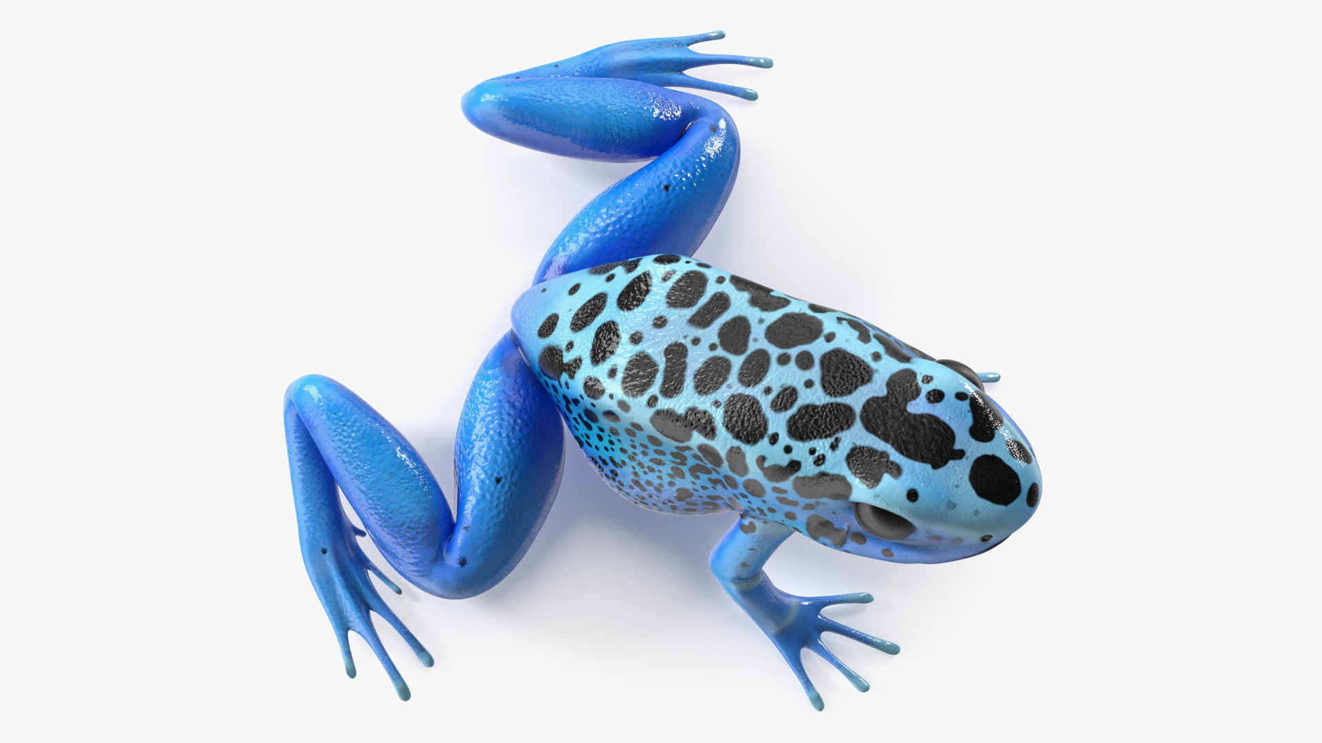 3D Blue Poison Arrow Frog Rigged for Cinema 4D model