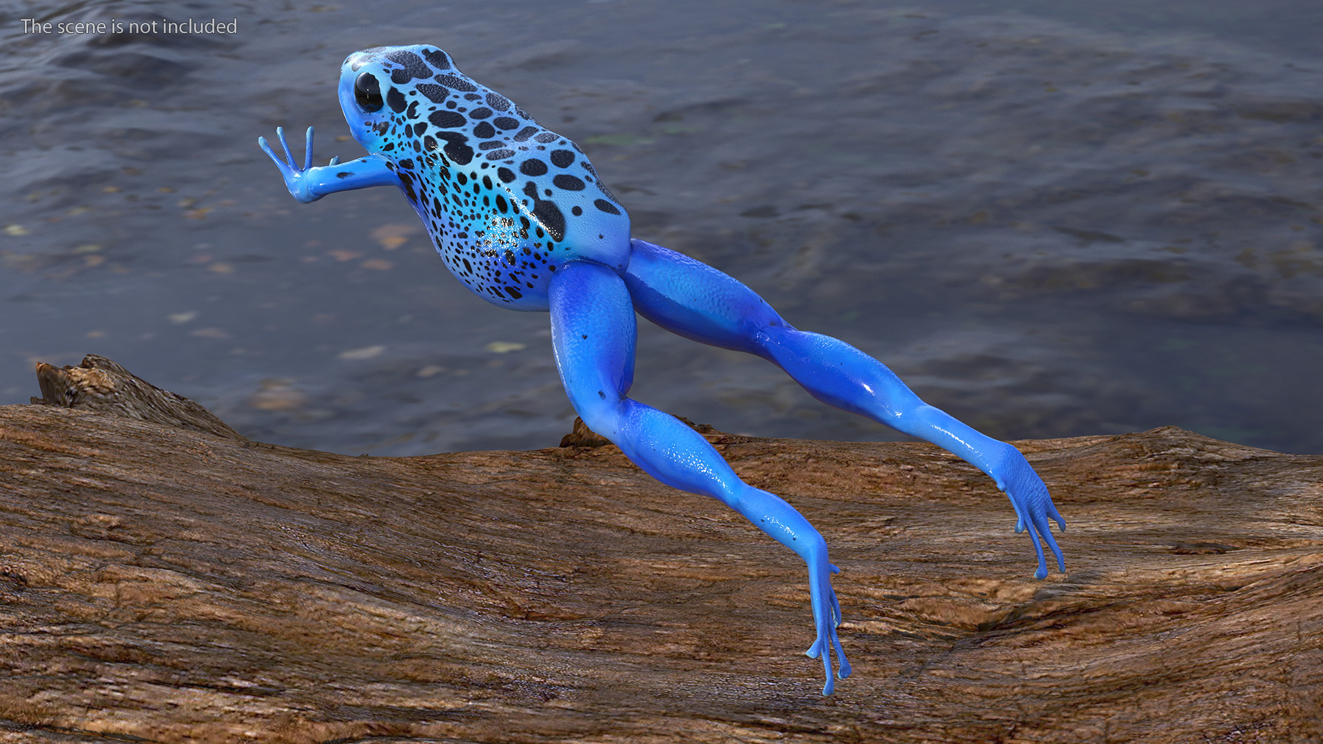 Blue Poison Arrow Frog Rigged 3D model