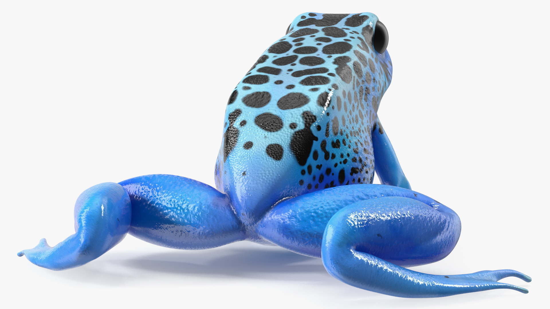 3D Blue Poison Arrow Frog Rigged for Cinema 4D model