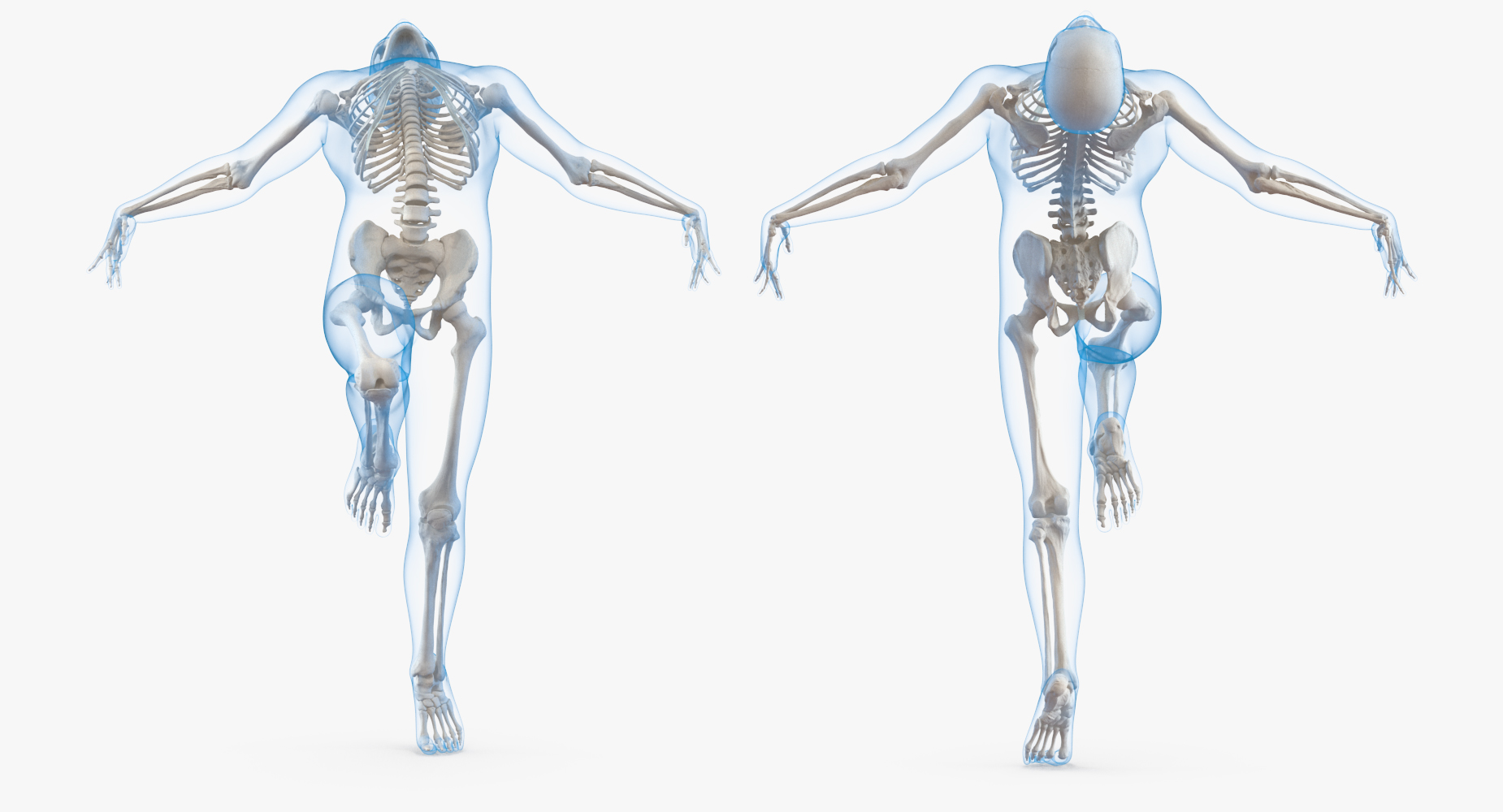 3D model Male Body with Skeleton Ballet Pose