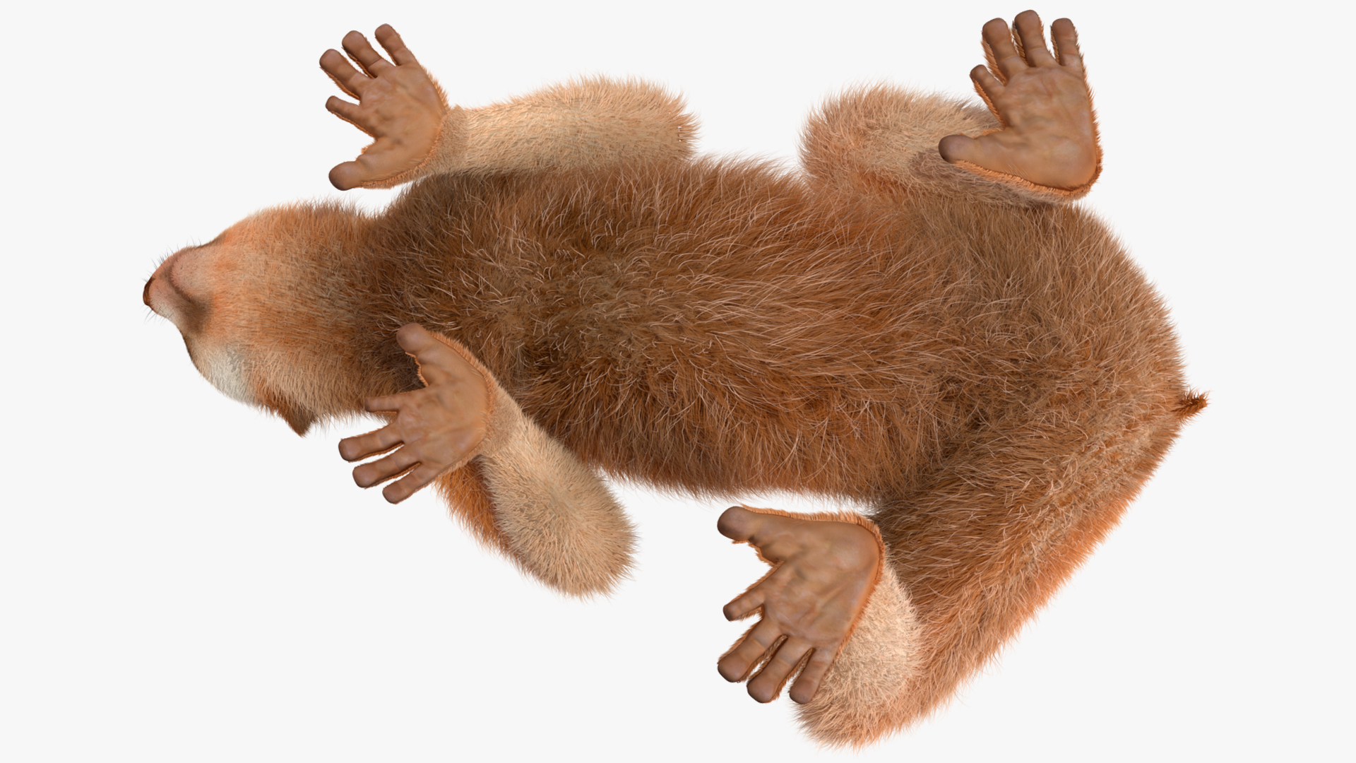 3D model Pygmy Slow Loris Fur