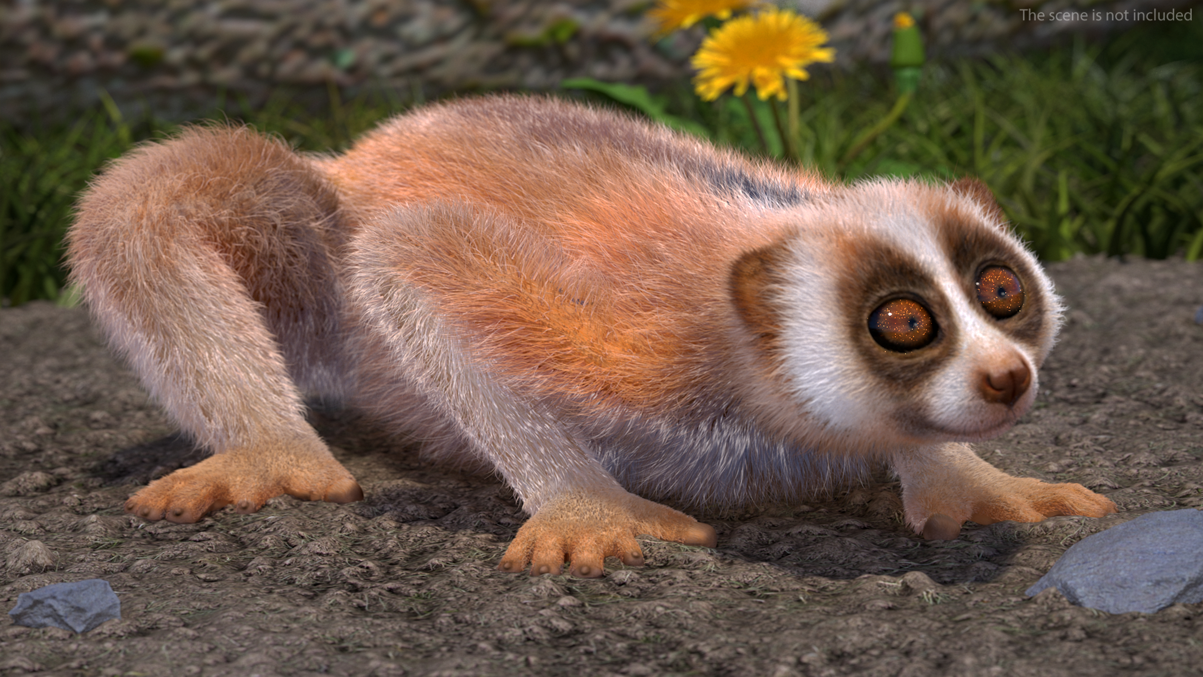 3D model Pygmy Slow Loris Fur