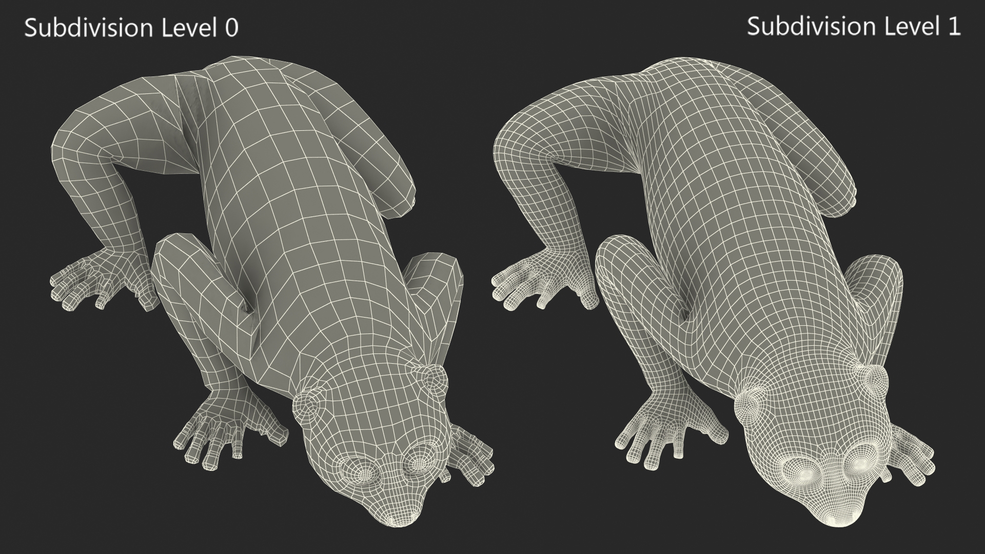 3D model Pygmy Slow Loris Fur