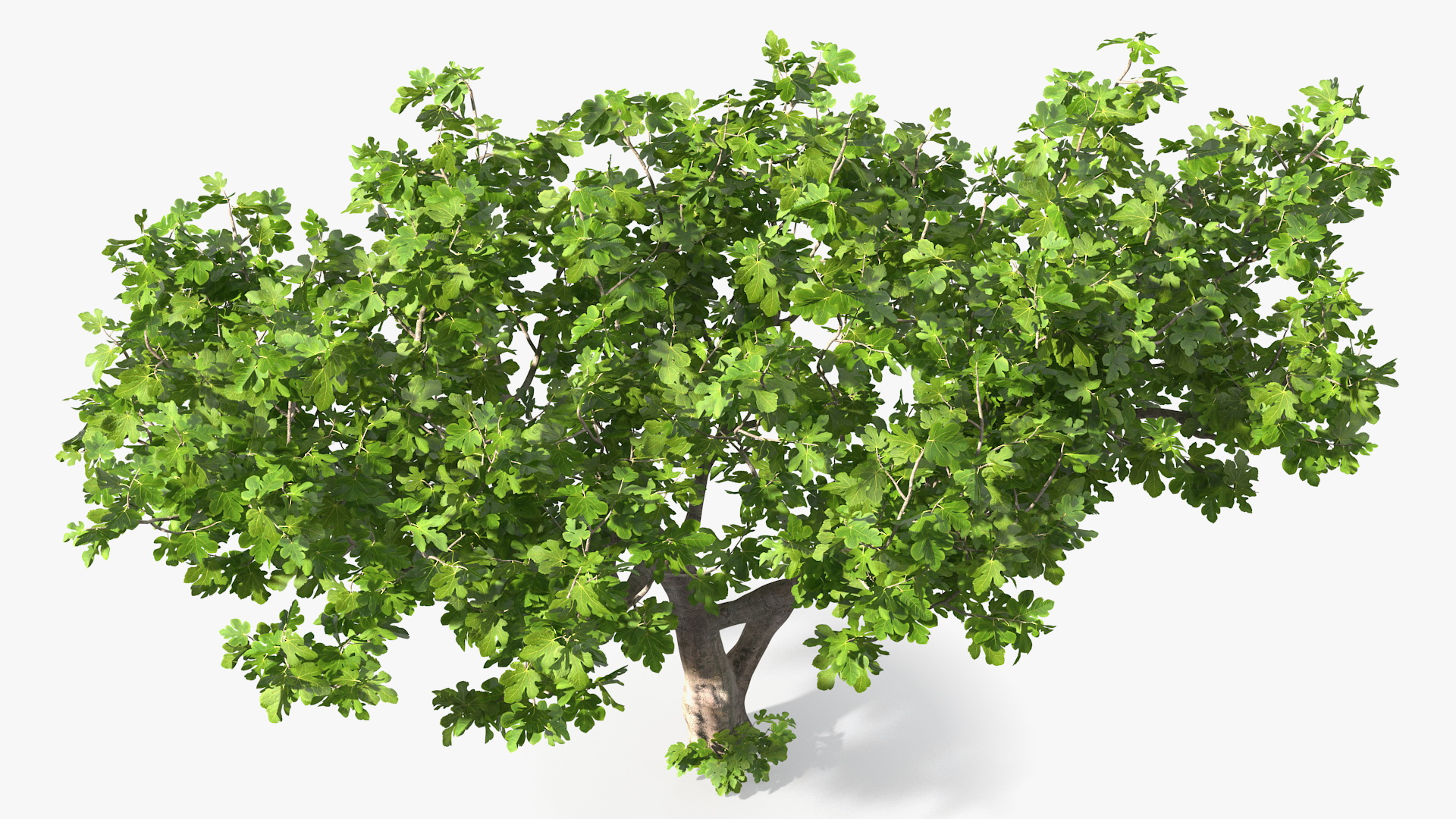 Big Fig Tree 3D