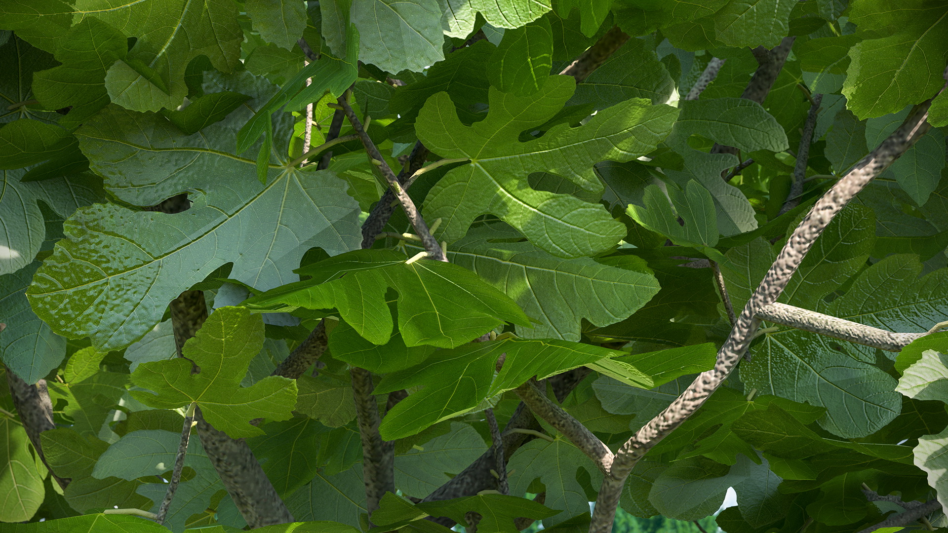 Big Fig Tree 3D