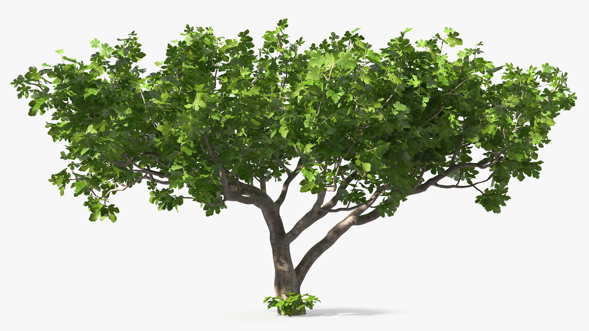 Big Fig Tree 3D