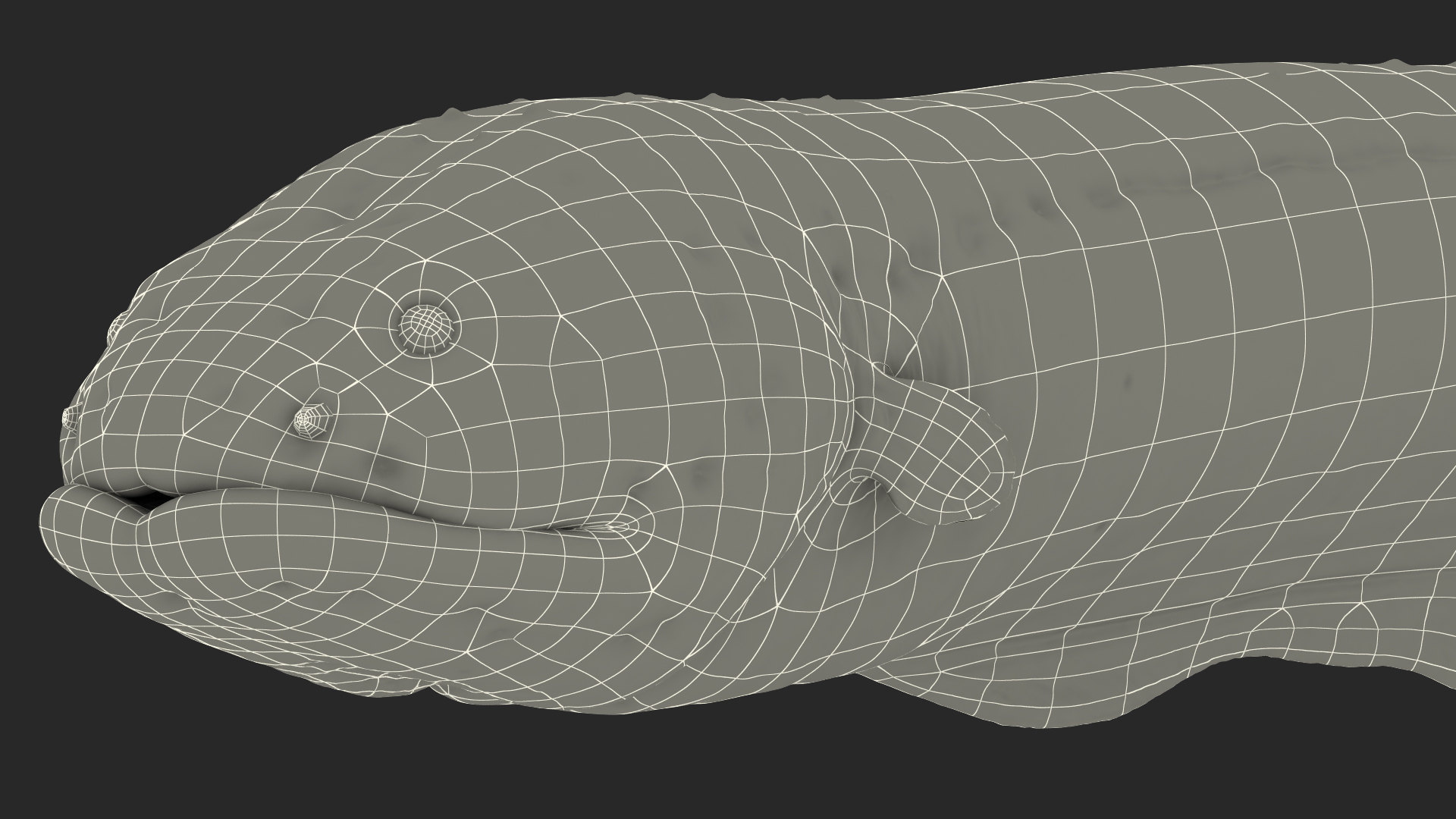 3D Electric Eel Swimming Pose