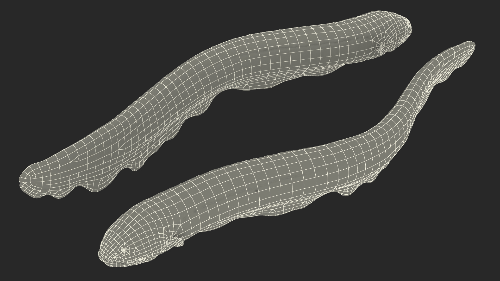 3D Electric Eel Swimming Pose