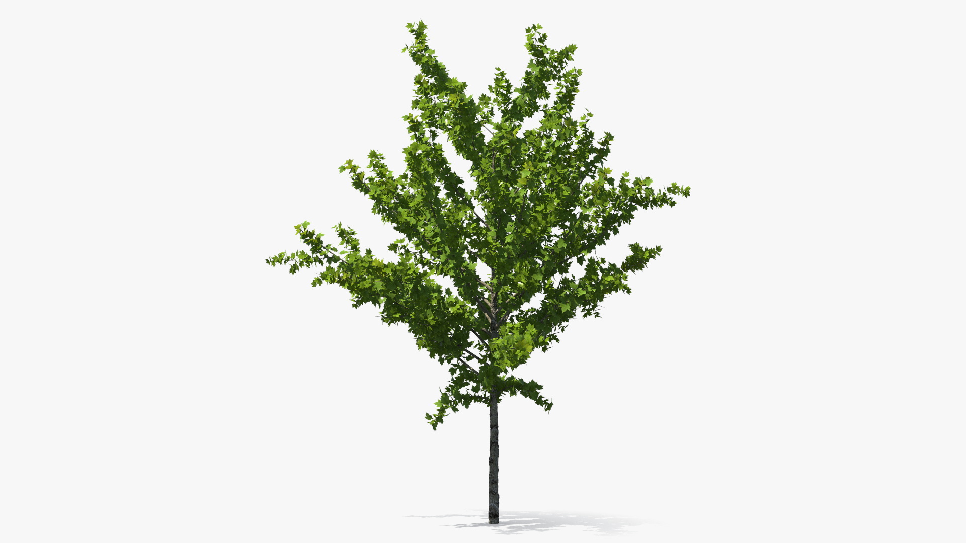 3D model Realistic Young Red Maple Tree