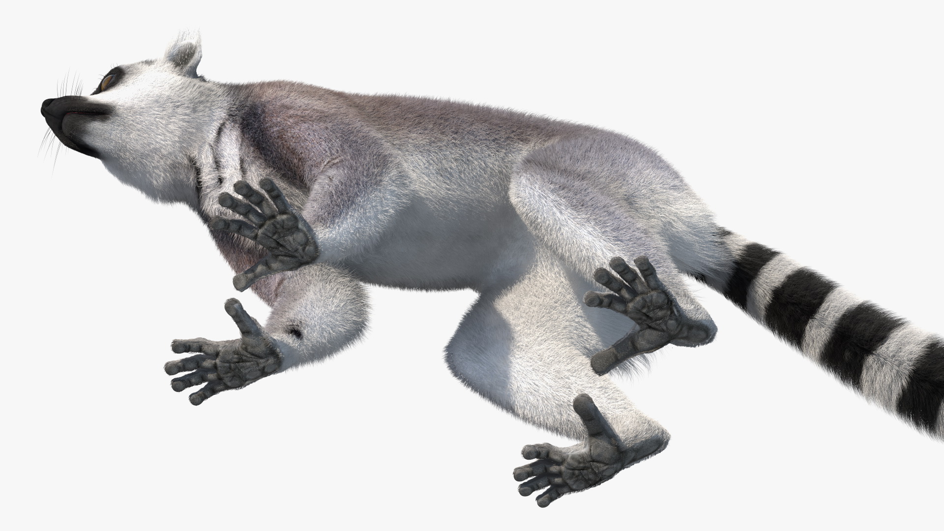 Lemur Fur 3D model