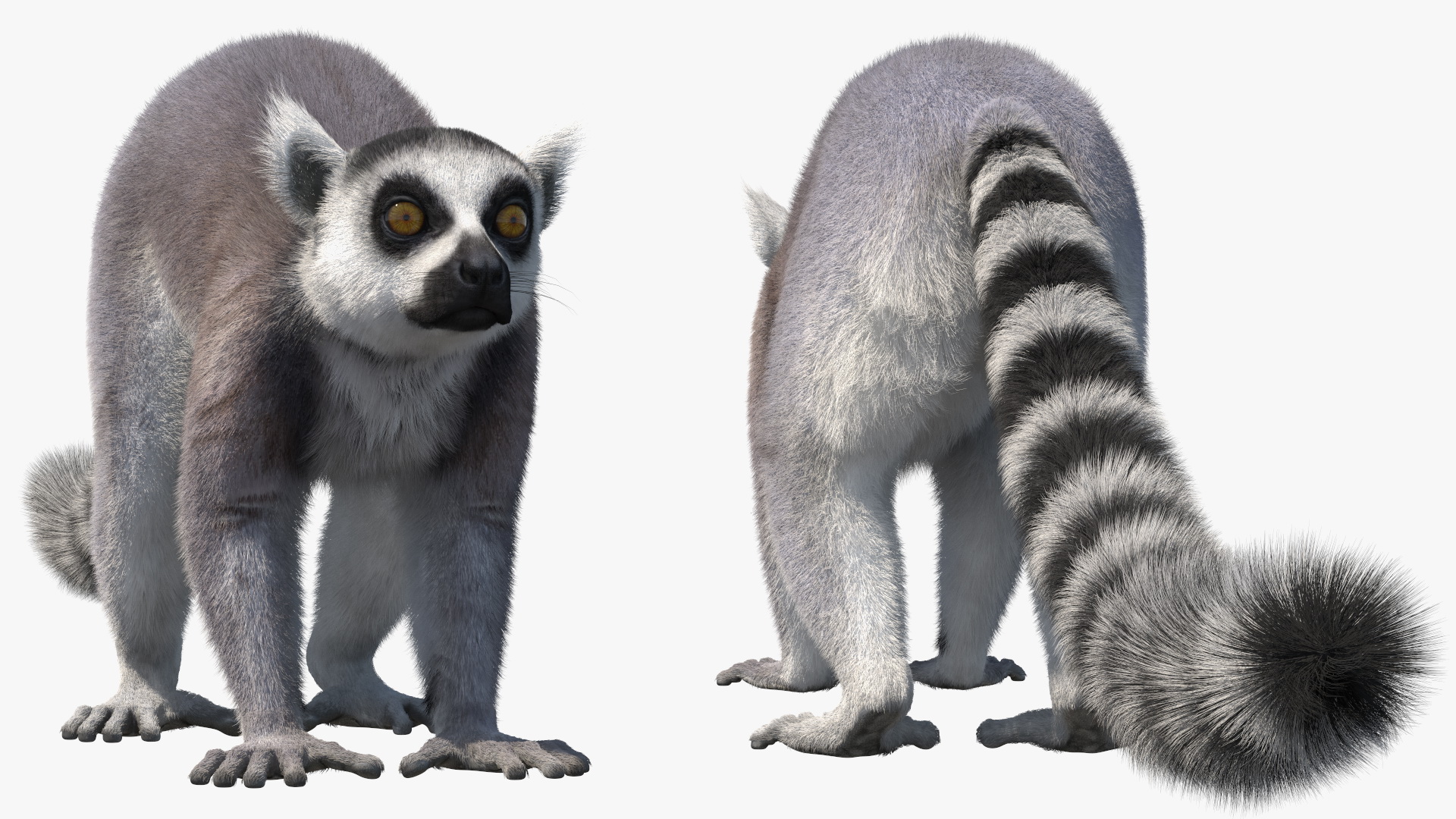 Lemur Fur 3D model