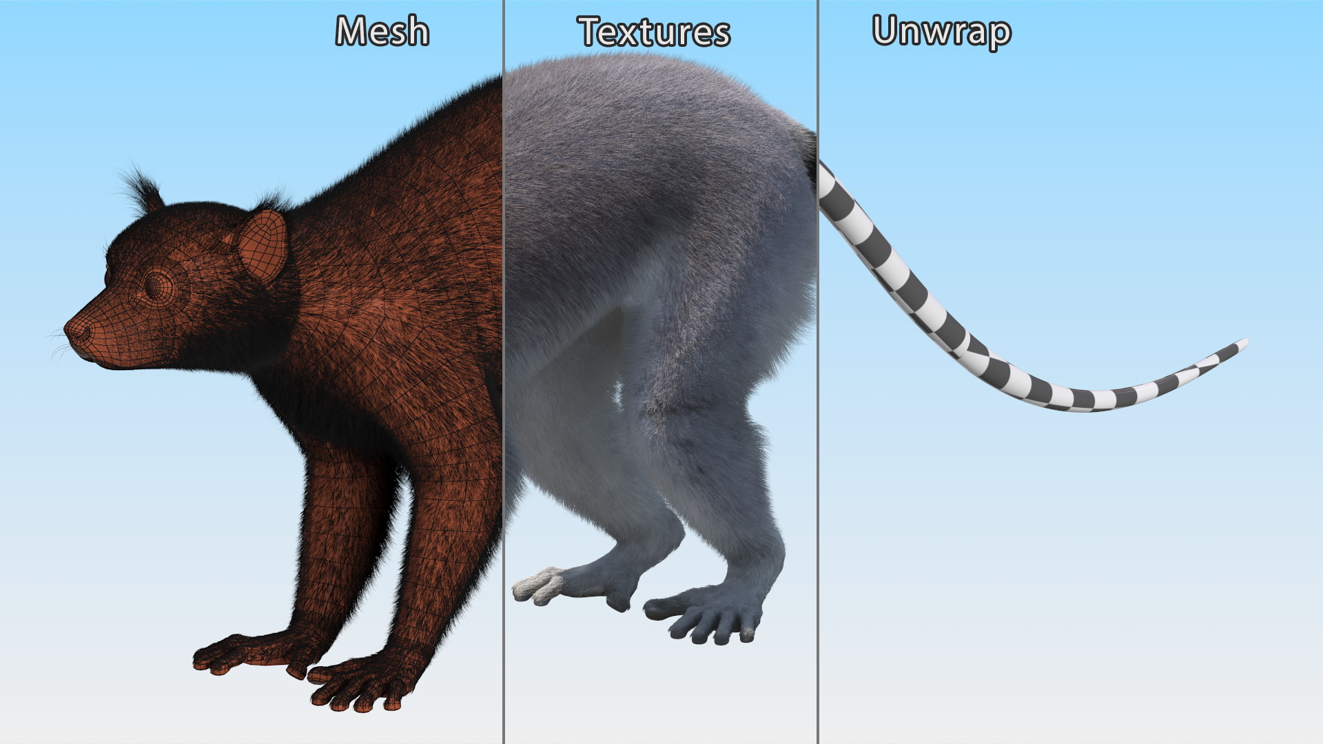 Lemur Fur 3D model