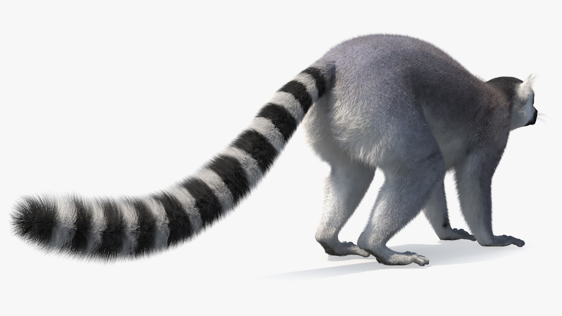 Lemur Fur 3D model