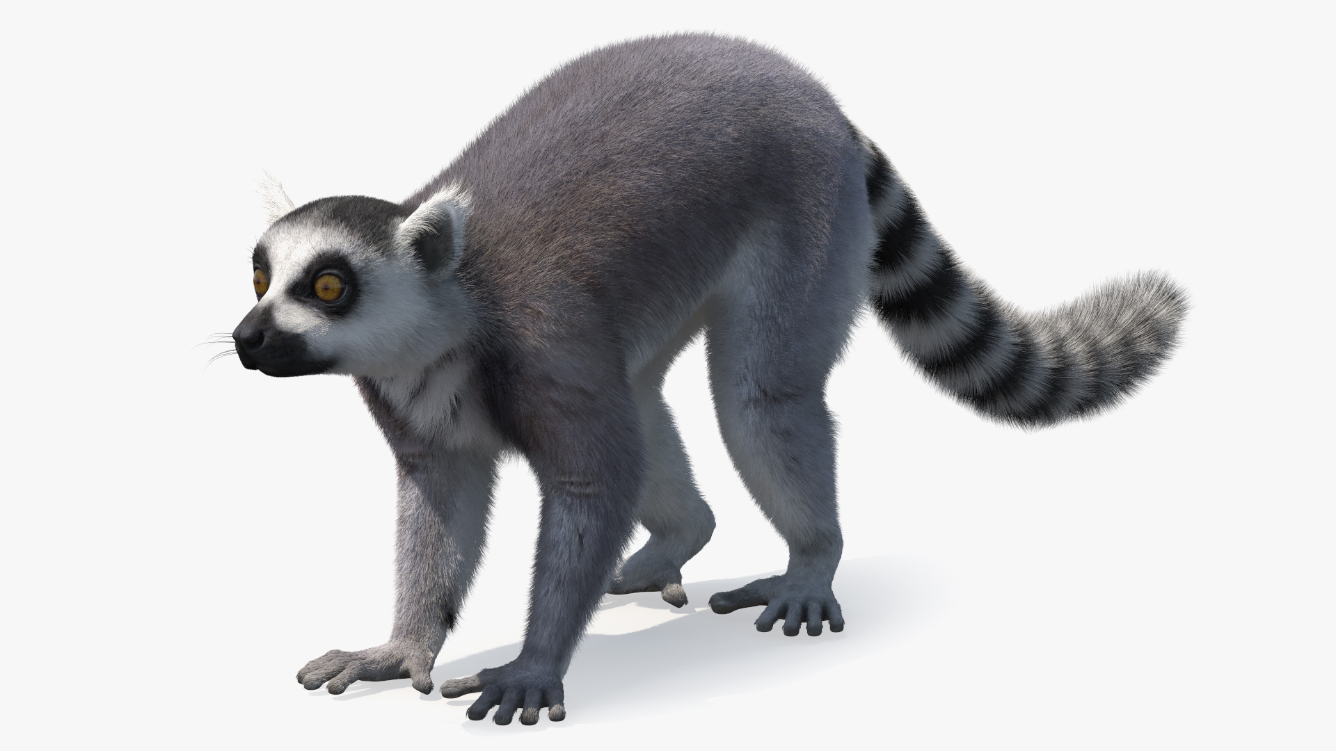 Lemur Fur 3D model